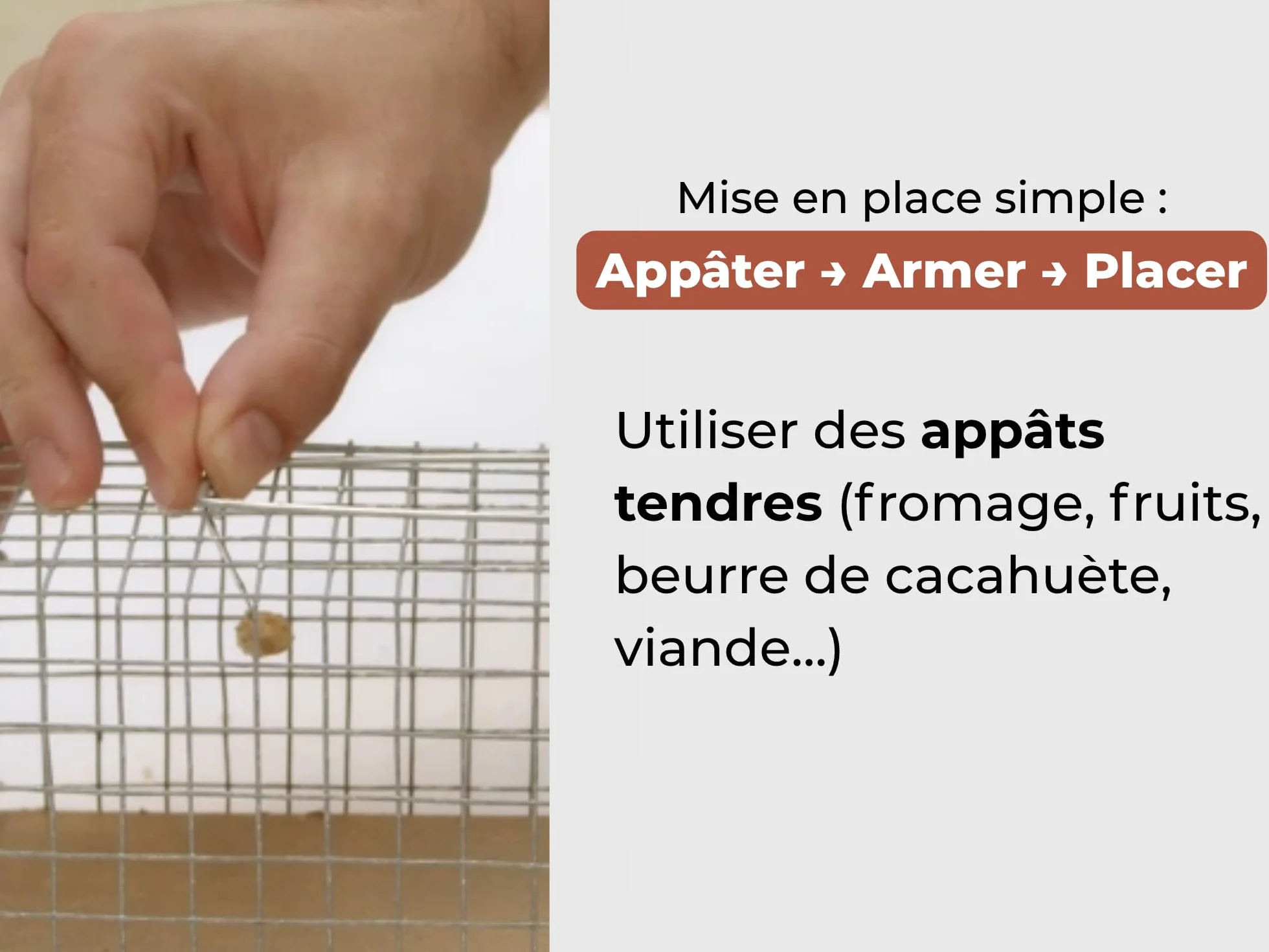 CAUSSADE Nasse à Rats Piège à Rats Cage capturer Rats Socle Bois certifié FSC Réutilisable Intérieur Extérieur