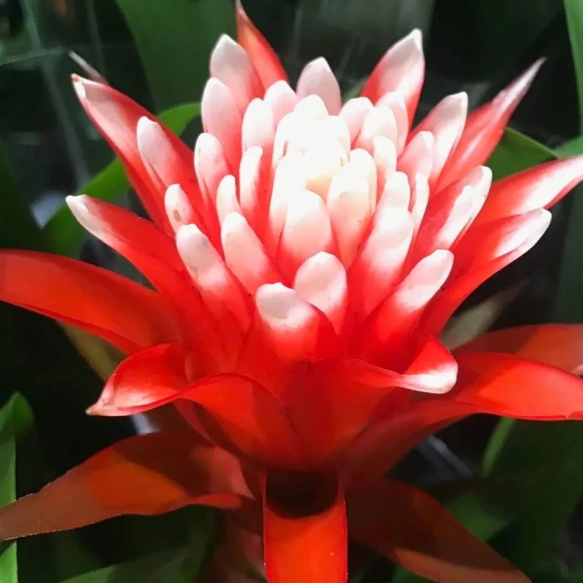 Bromélia Guzmania Hope Plante d'intérieur à fleurs exotiques 40-50 cm pot inclus