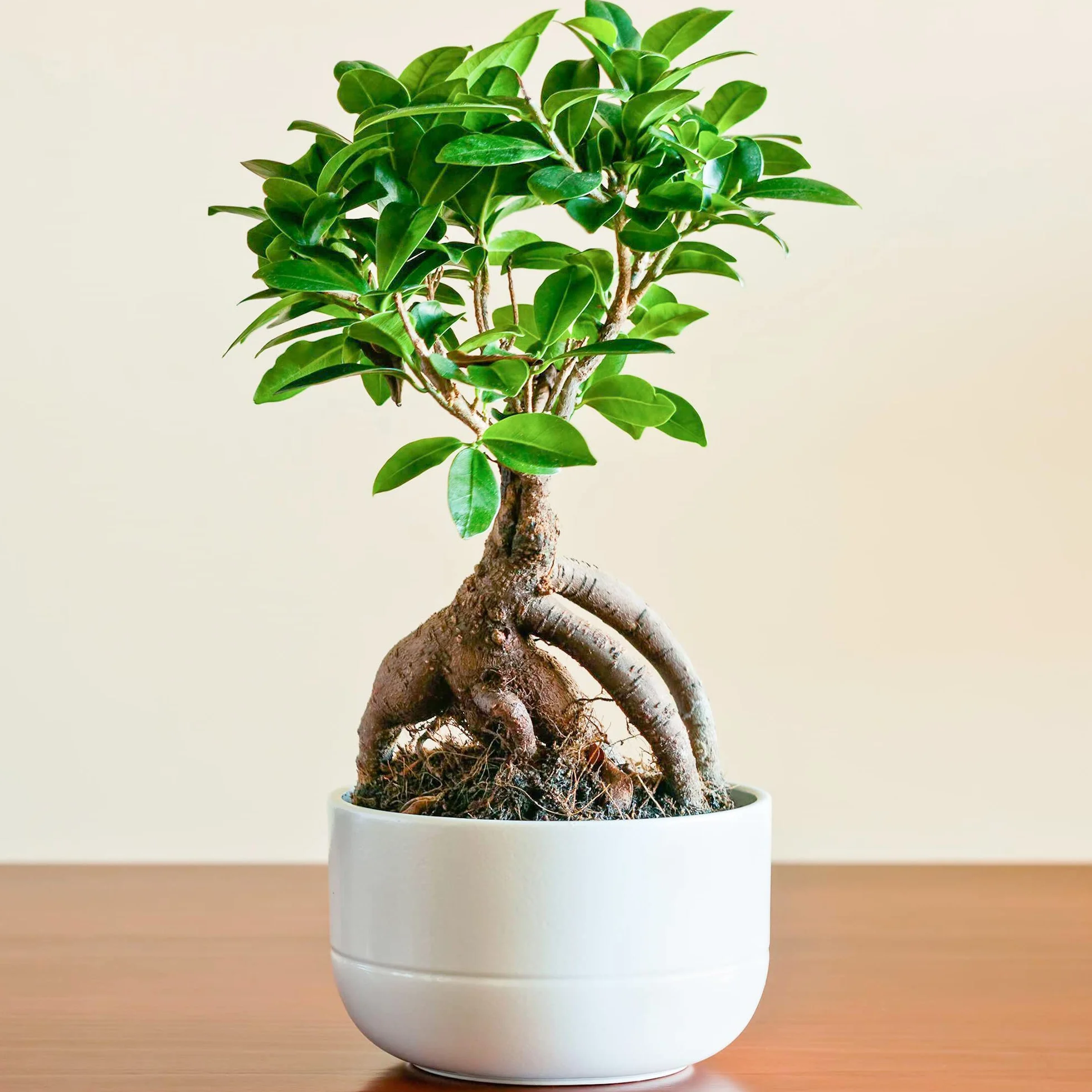 Ficus Ginseng Bonsaï d'intérieur Plante pour Maison Bureau