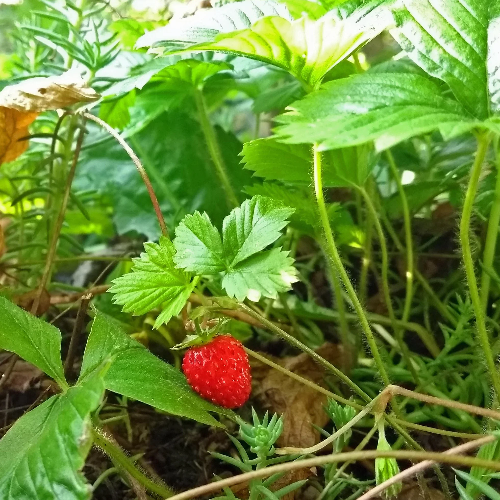 Fraise des bois Fragaria vesca 300 semences