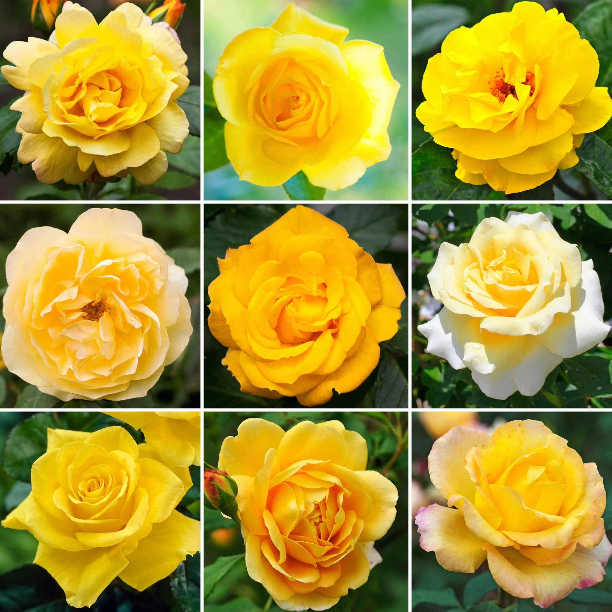 Rosier Jaune en pot haut de gamme rosiers de jardin fleurs colorées été
