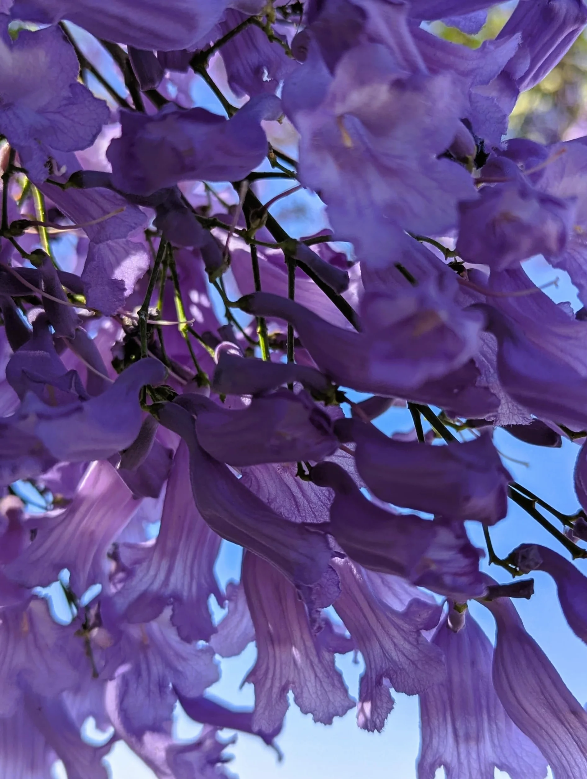 Jacaranda Mimosifolia 40 Graines
