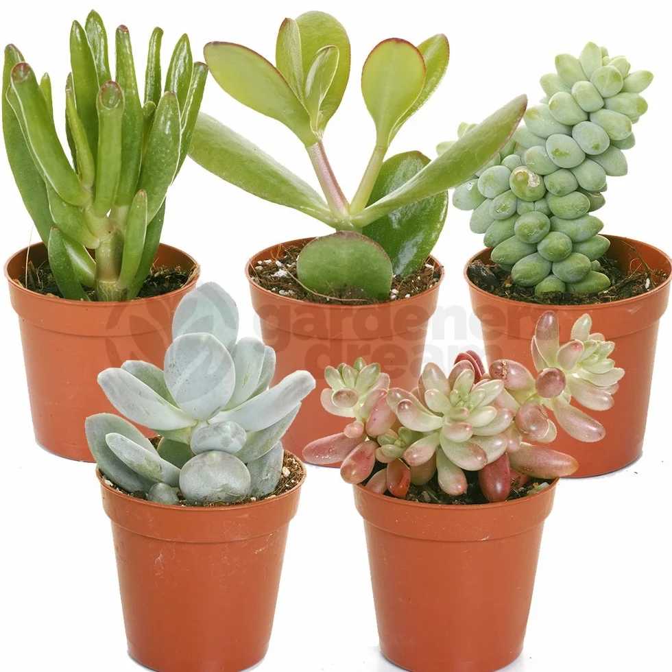 Mélange de succulentes 5 plantes d'intérieur en pot