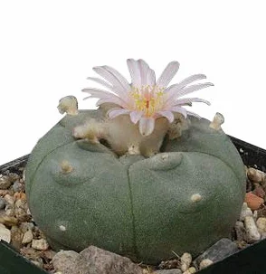 Lophophora williamsii Peyote Cactus graines 50 x