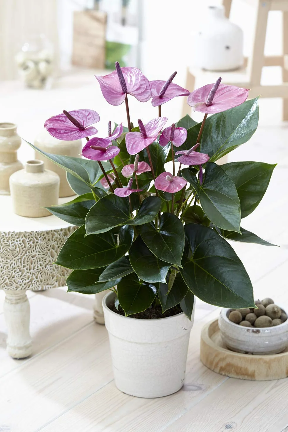 GardenersDream Anthurium Tropical Purple Flamingo Plante d'Intérieur 13 cm Pot Céramique