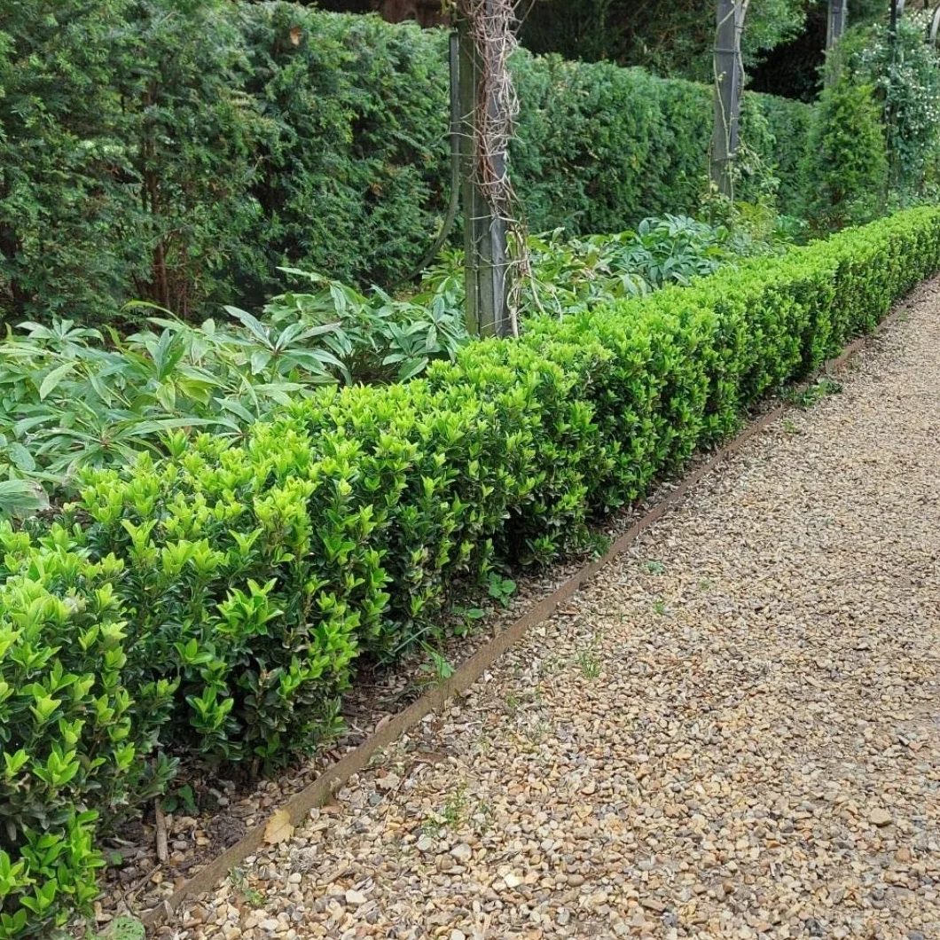 Haie de fusain vert 1 mètre linéaire Euonymus japonicus ‘Green Spire’ Kit de plantation 6 plantes de haie rustiques persistantes