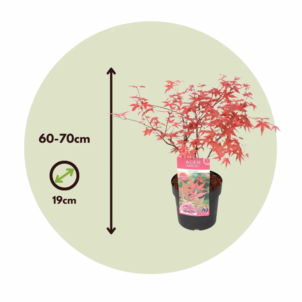 Acer palmatum 'Beni Maiko' Érable du Japon Pot 19cm Hauteur 60-70cm