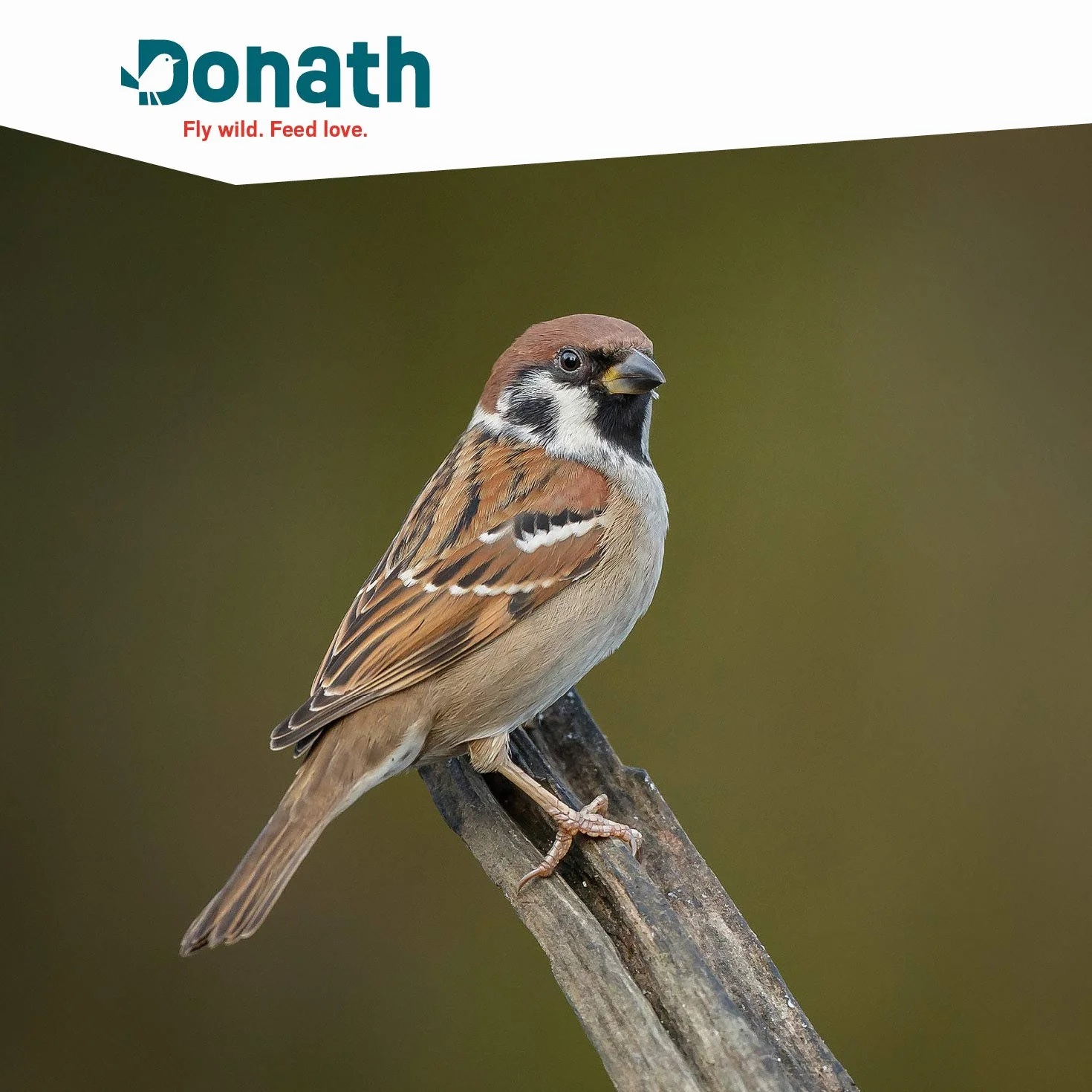 Donath Boules d'Energie Insectes Bio 6 Unités