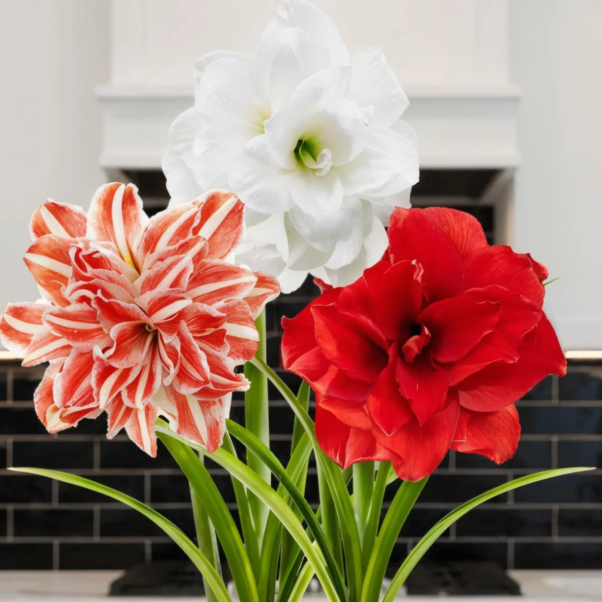 Amaryllis Bulbe Collection Farcis 3 pièces Bulbes à fleurs grand format 26/28 Hippeastrum Hollande