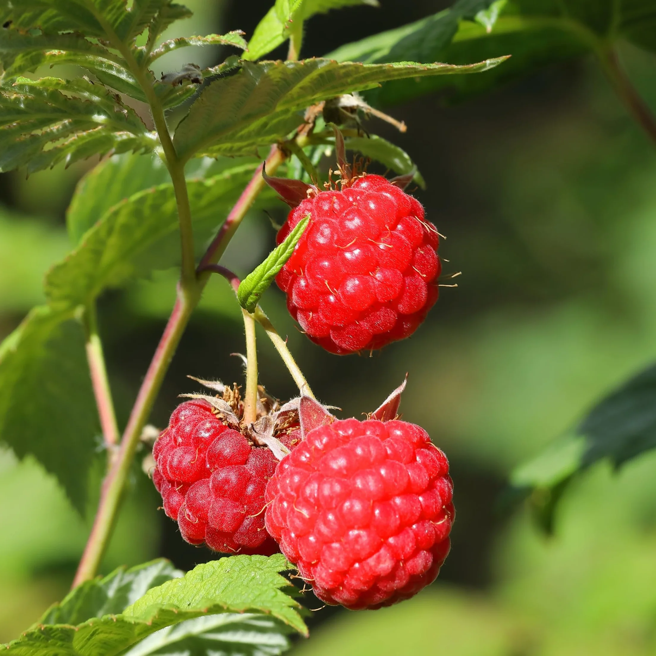 Rubus ideaus 'Autumn Bliss' Framboisiers Set de 3 Pot 9cm Hauteur 25-40cm