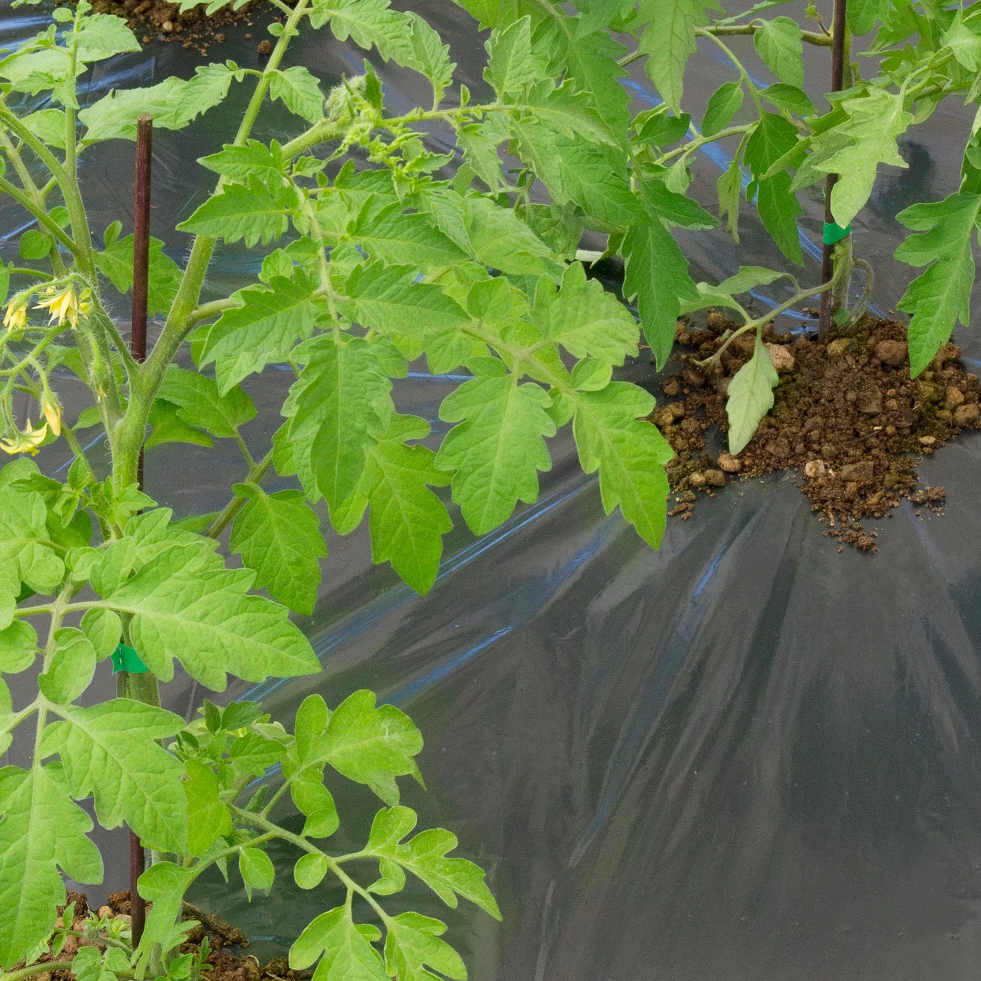 TENAX Film de Paillage Micro Perforé 1,50x10 m Noir Anti-Mauvaises Herbes pour Potager