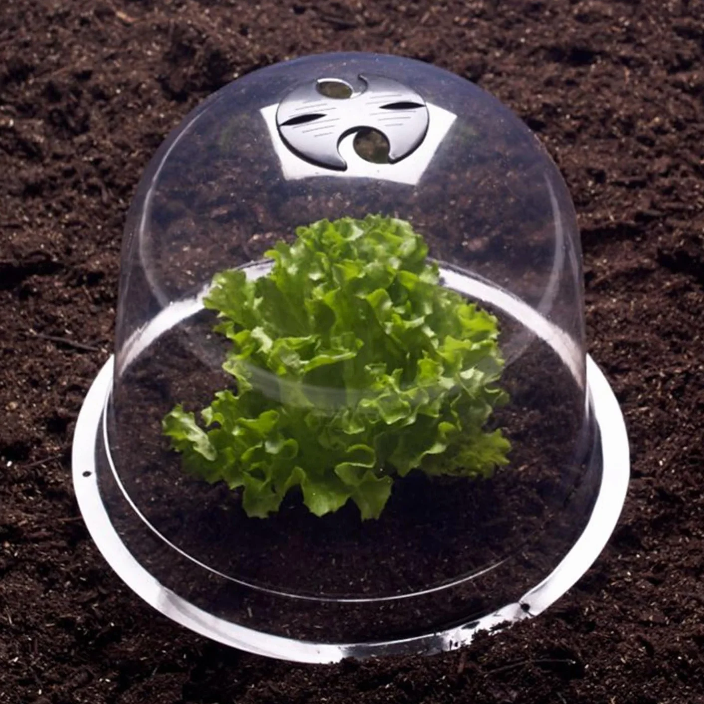 Cloche à salades x12 Serre de Protection pour Plants