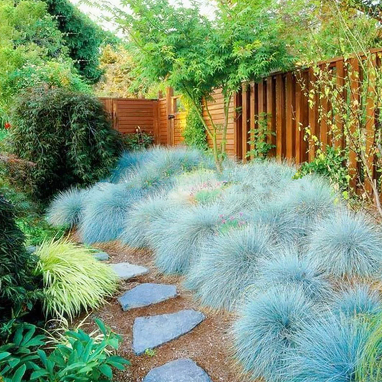 Graines de fétuque bleue Festuca Glauca 200 pièces, Aménagement paysager