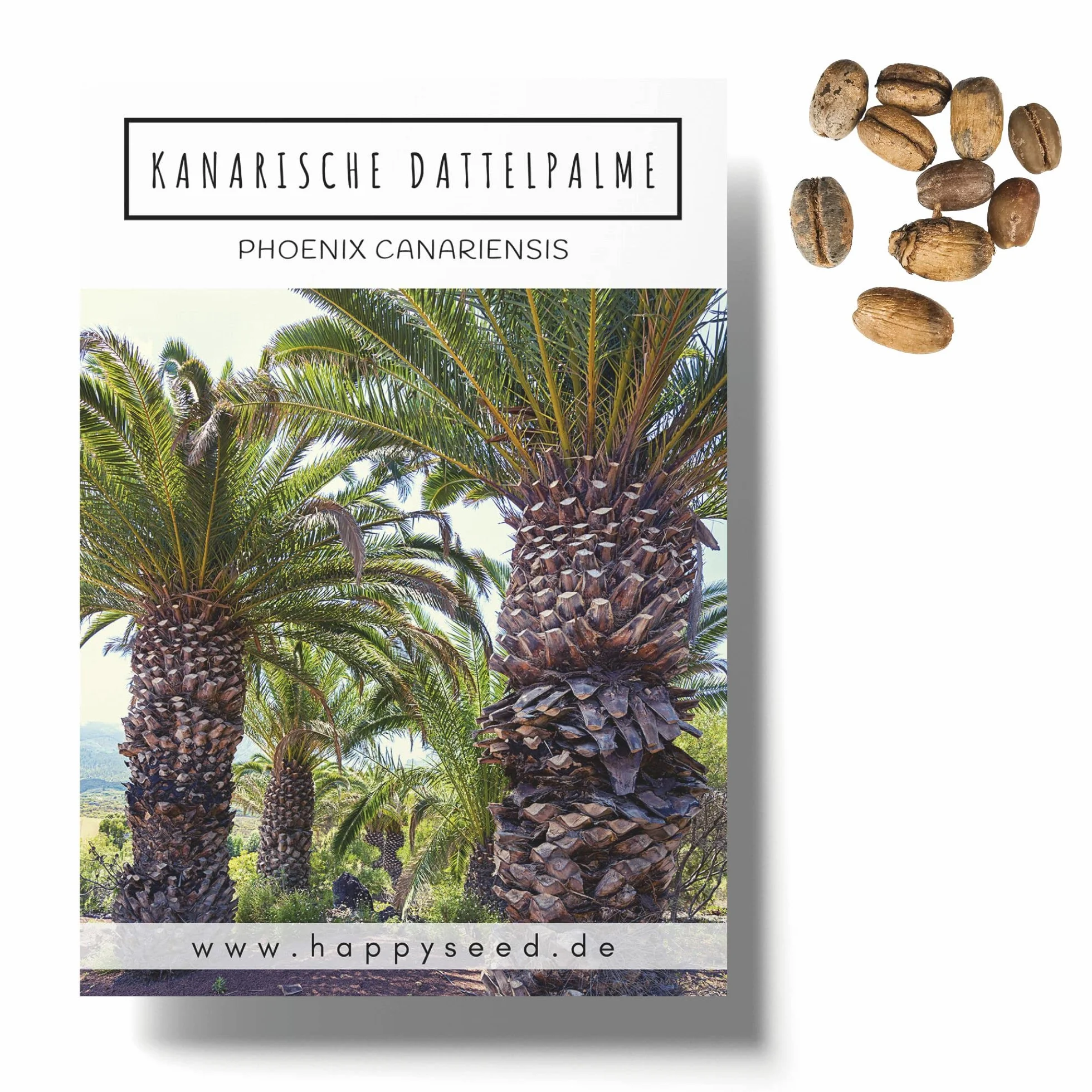 Phoenix canariensis Graines de palmier dattier des Canaries – Palmier exotique en pot intérieur extérieur