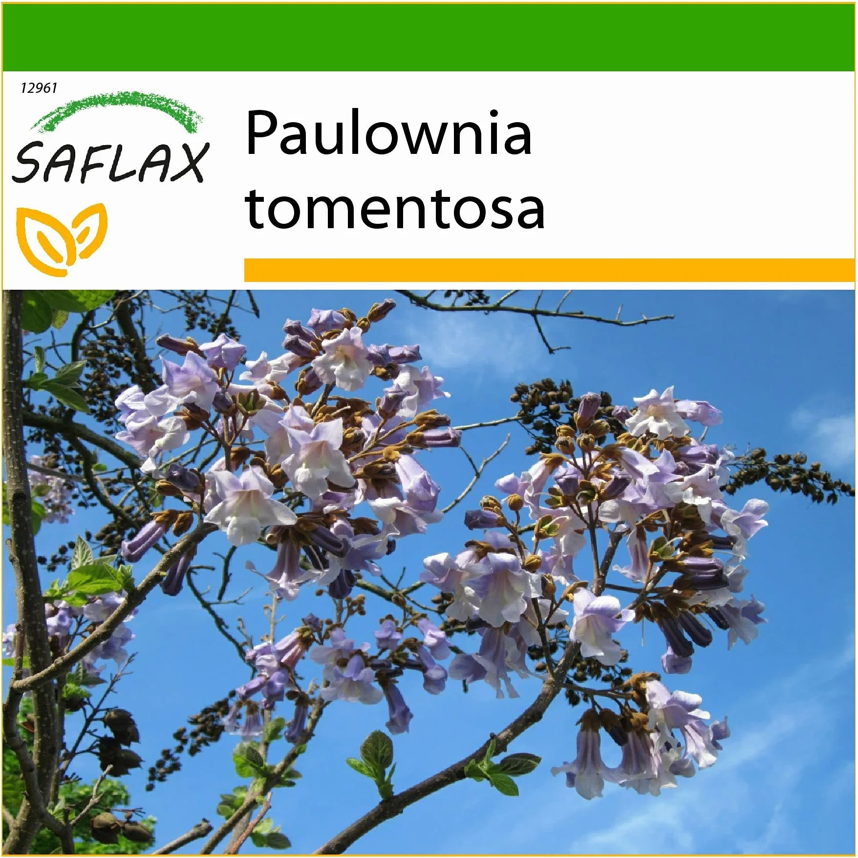 Arbre impérial Paulownia tomentosa - 200 graines avec substrat