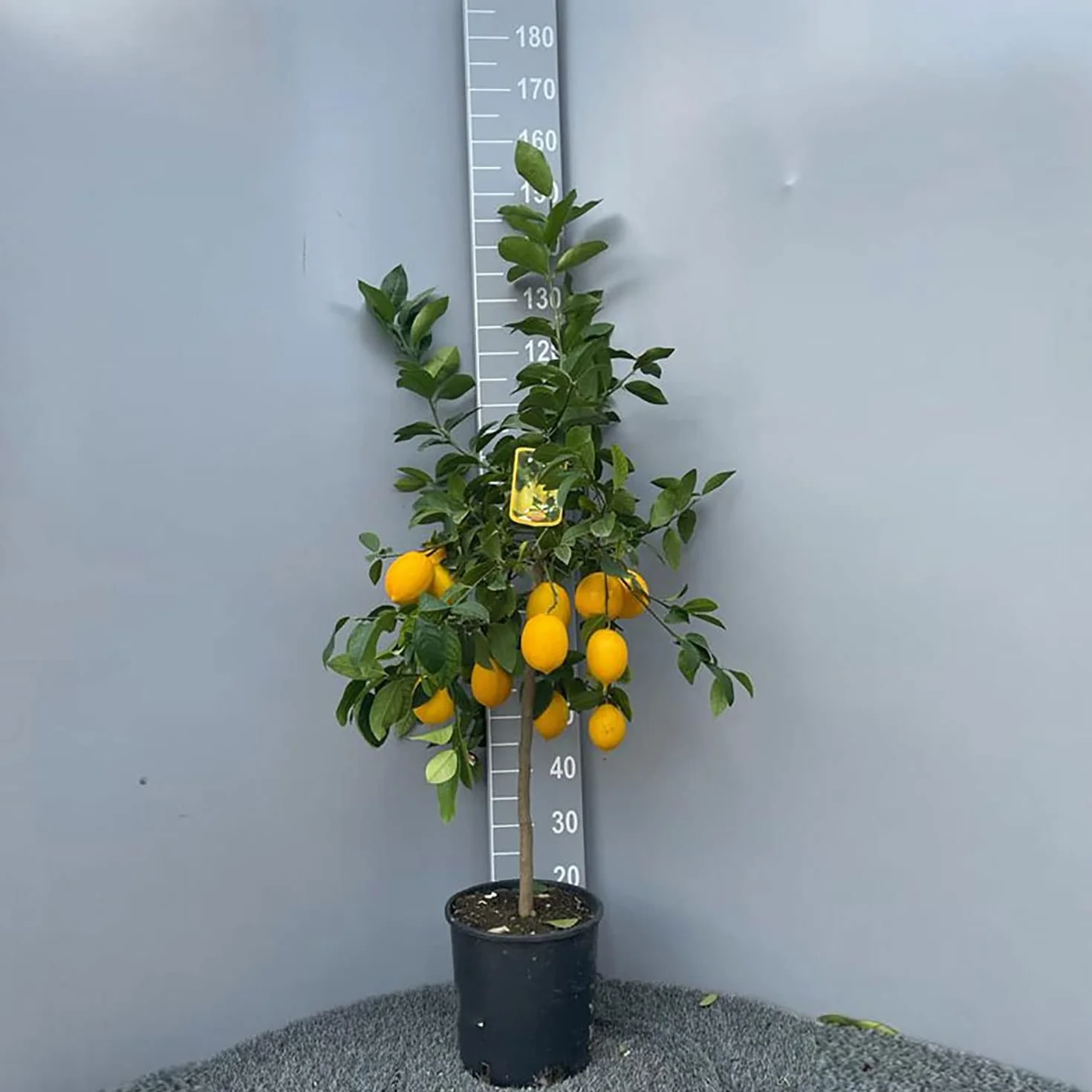 Citronnier Meyer SAVINI VIVAI 24 cm 90-110 cm 3-4 ans drzewo cytrynowe w doniczce