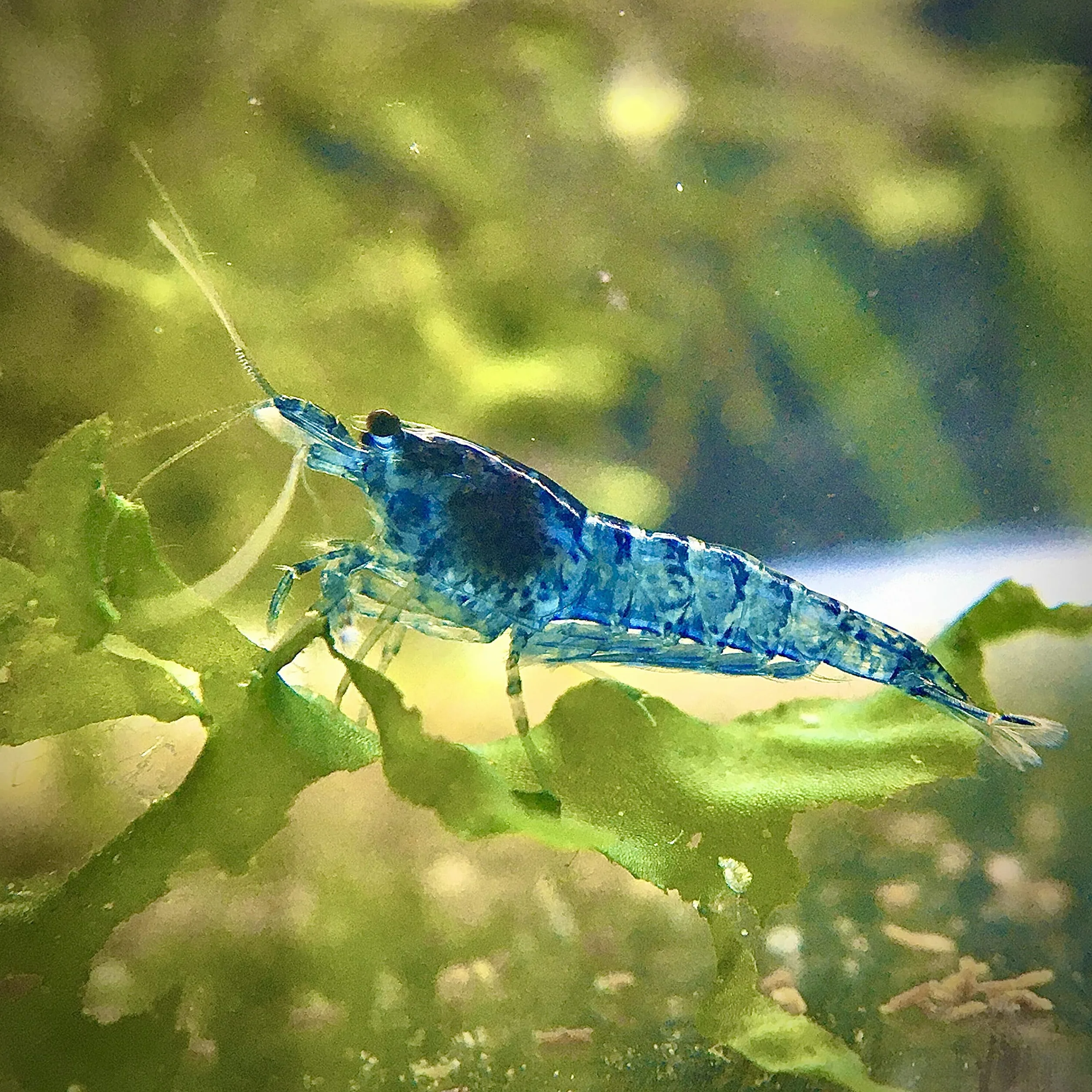 Lebonaqua Crevettes Rili Sakura Rouges Jaunes Bleues Lot de 20 Aquarium d'eau Douce