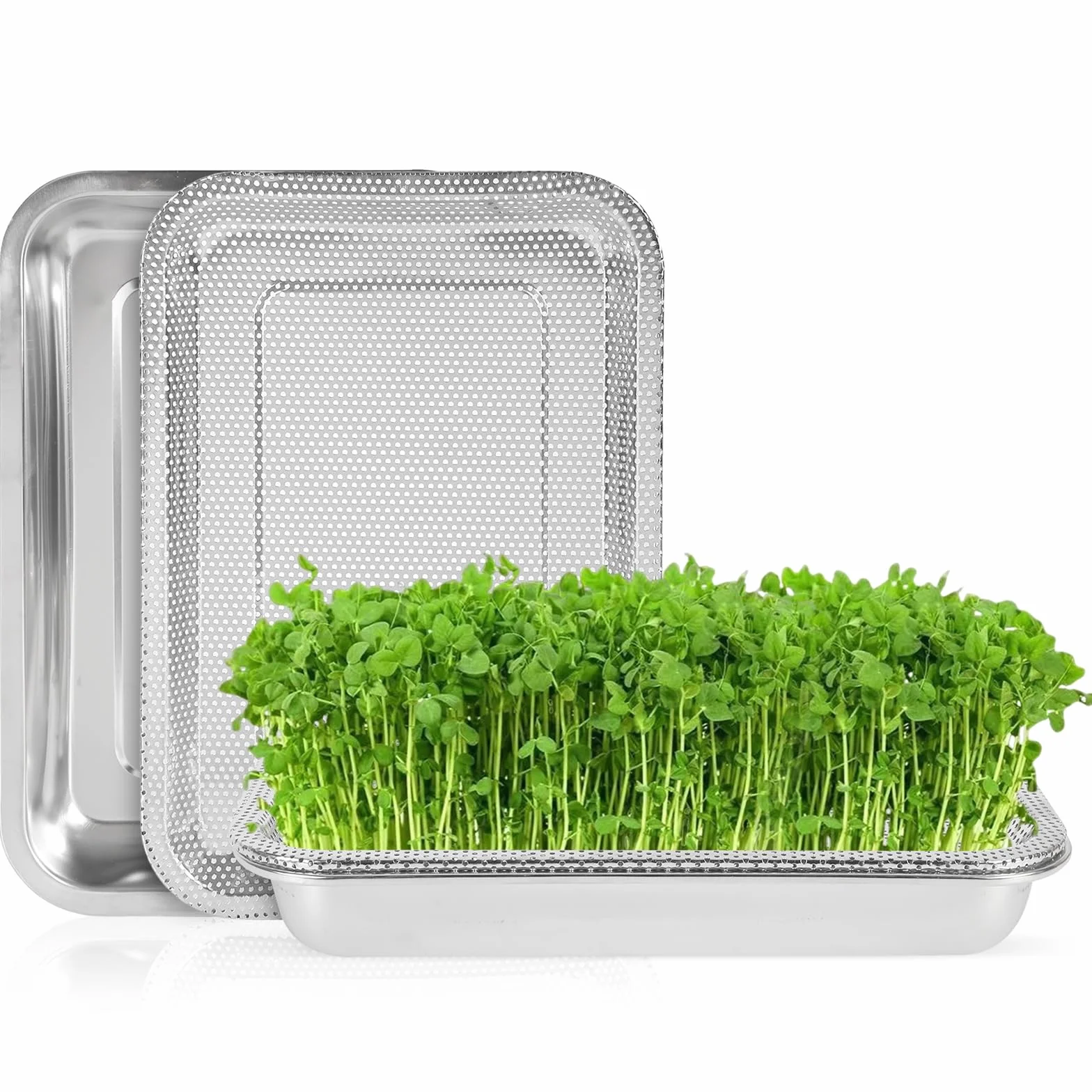 2 in 1 Bocal de Germination avec Tamis 32 x 22 cm, Graines à germer Bio, Culture hydroponique pour Germes, Herbe à Chat, Cresson et Micro-Verts