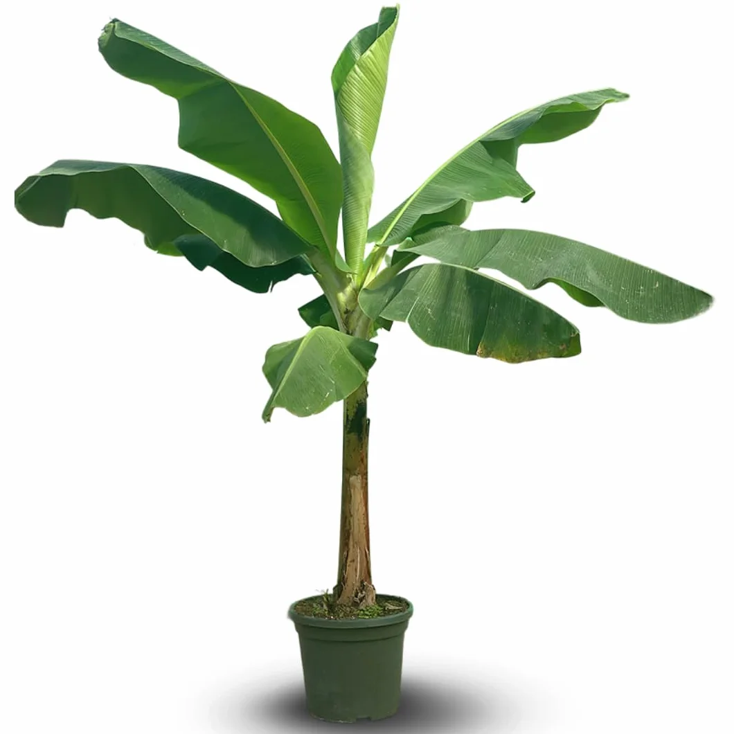 Bananier Musa Dwarf Cavendish 180-200 cm ⌀ 40 cm Plante d'Intérieur Extérieur Purificateur d'Air