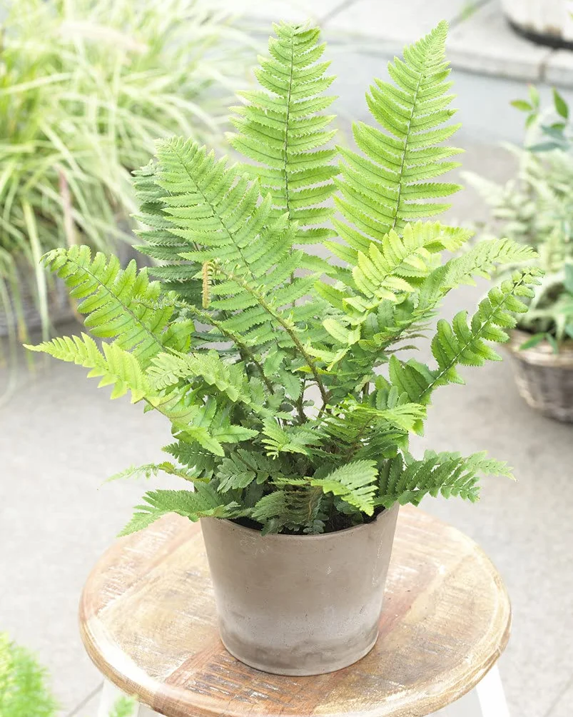 Bloomique Lot de 2 Nephrolepis Green Lady Fougère de Boston Plante d’intérieur Dépolluante Hauteur 20-30 cm Pot 12 cm
