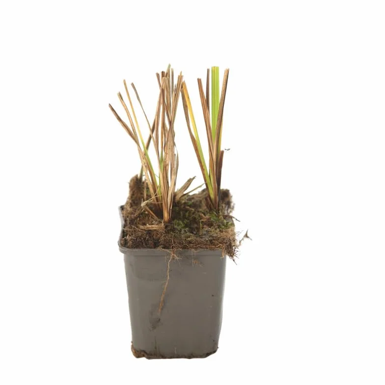 Carex Acutiformis Laîche Acutiforme 100 cm Godet 9cm Floraison Mai Juin Soleil Mi-ombre