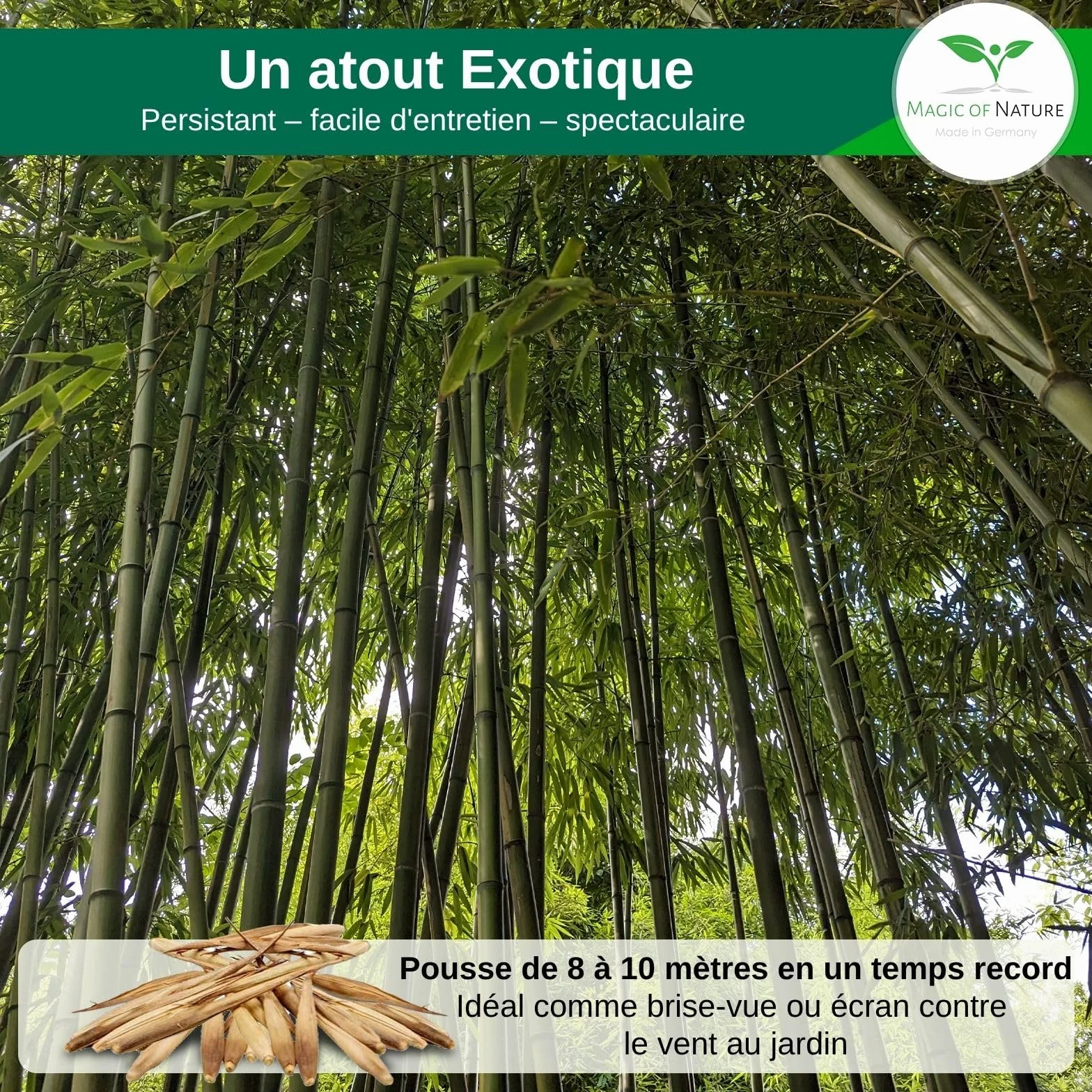 Graines de Bambou Géant 10g 350 pcs Brise-vue Naturel Jardin