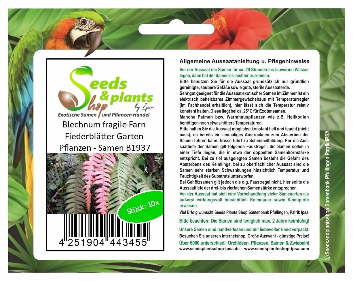 Blechnum Fragile Fougère Fiederblätter Graines 10x Pcs Jardin Plantes
