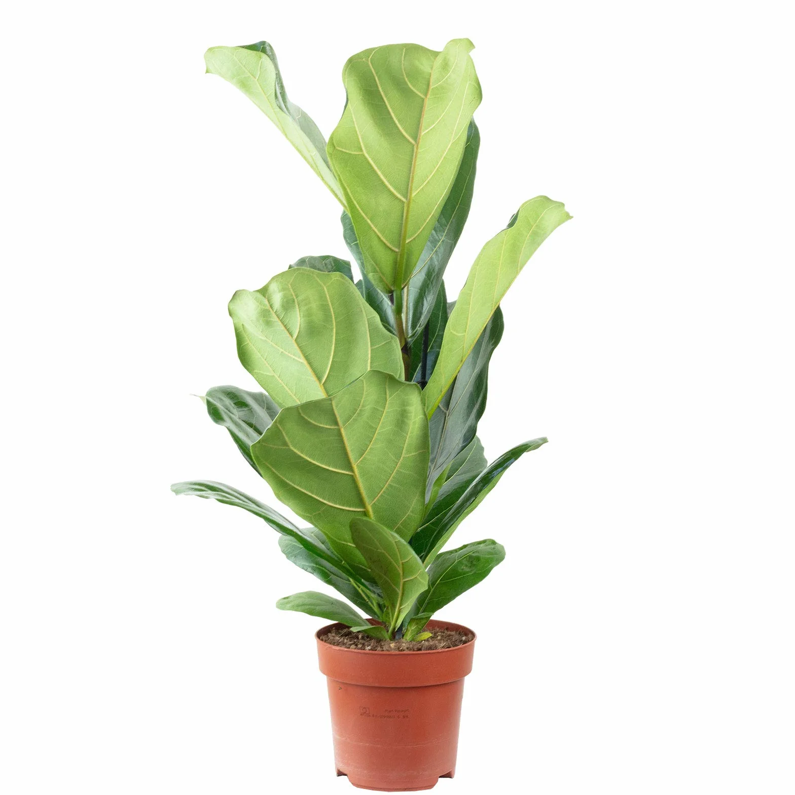 Ficus Lyrata Hauteur 65 cm Diamètre 17 cm