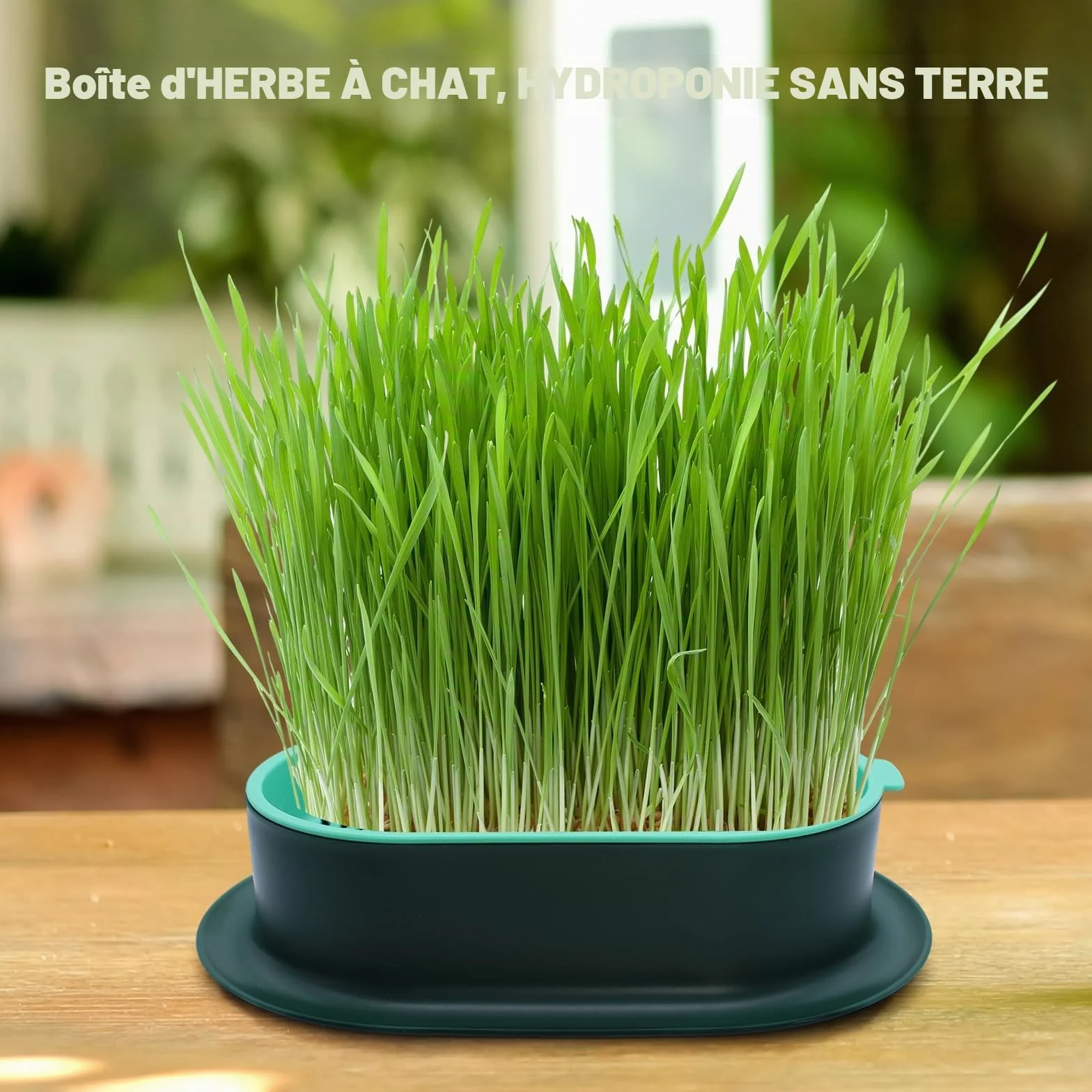 Bacs à Germer pour Herbe à Chat Fraîche, Plastique 2 Pièces
