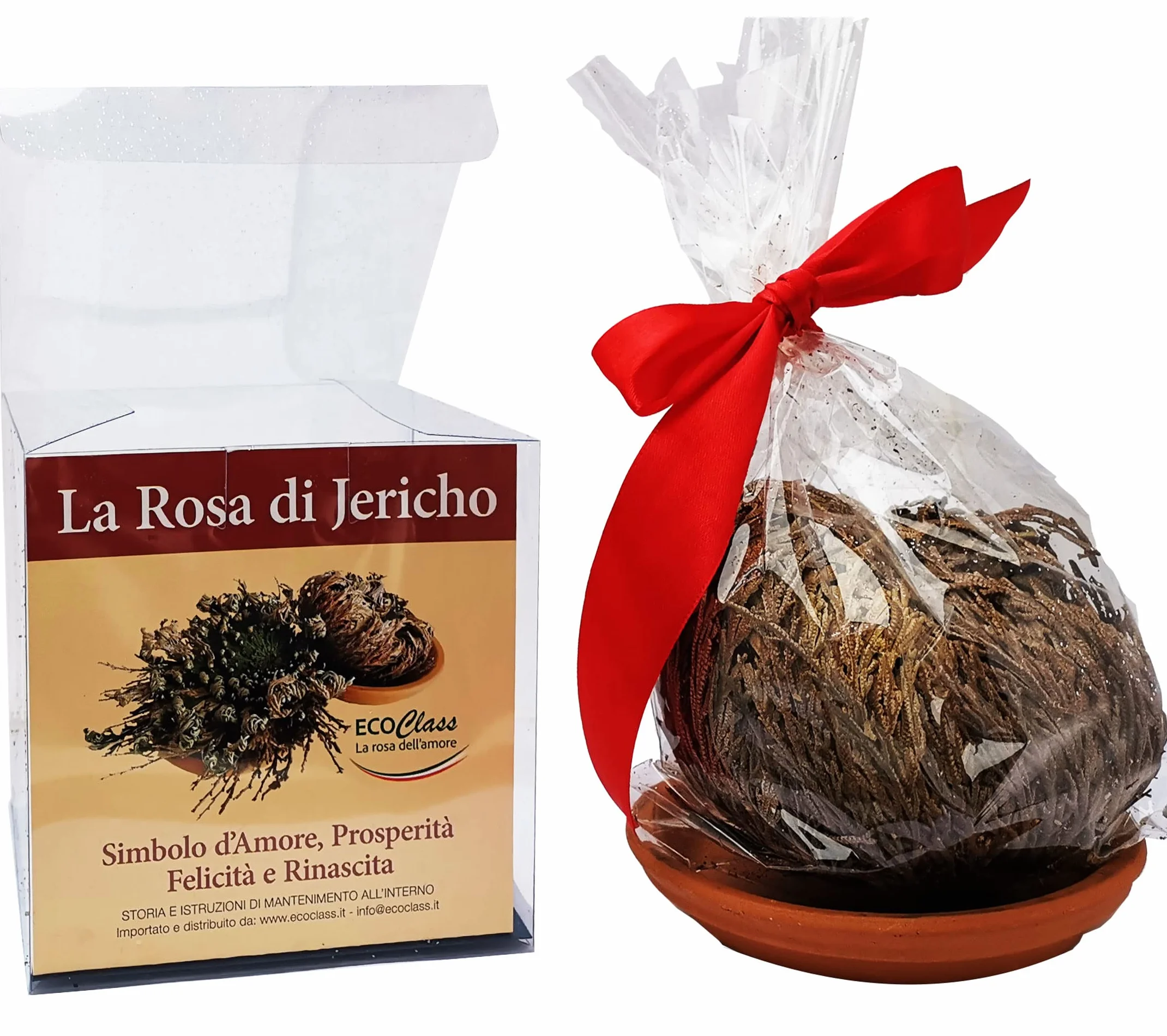Rose de Jericho avec instructions d'entretien et explications historiques