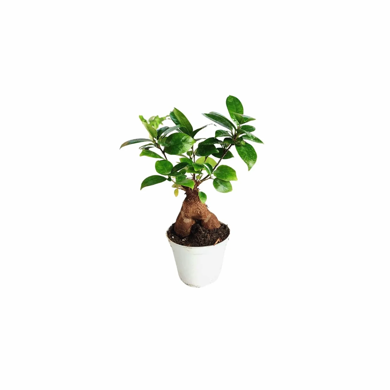 Kit 4 Plantes Vertes Terrarium Ficus Ginseng Mini Fittonia Fougère Hedera Plantes Vivantes Intérieur