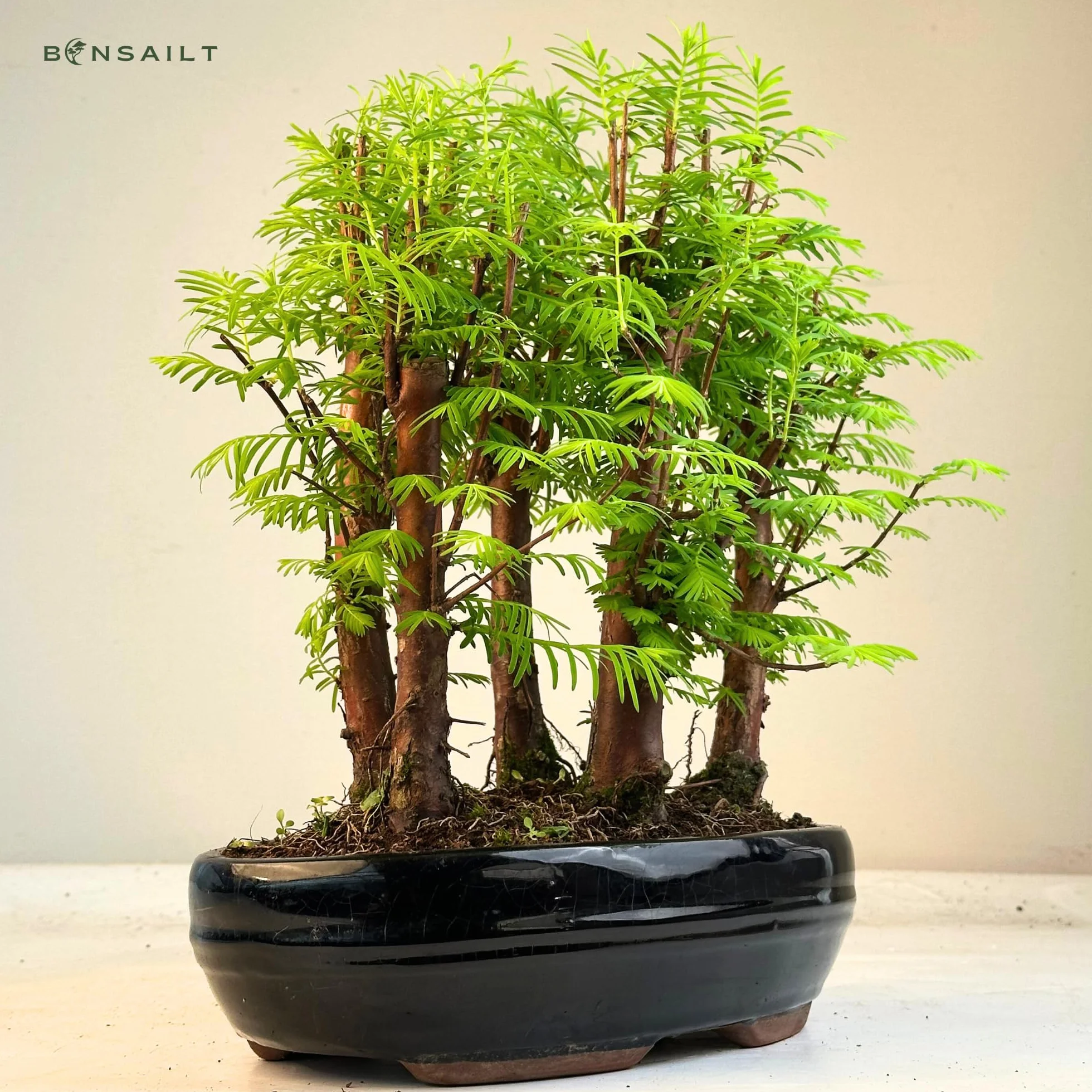 Bonsaï Métaséquoia Arbre préhistorique 26 cm Pot Plante d'intérieur/extérieur Cadeau rare