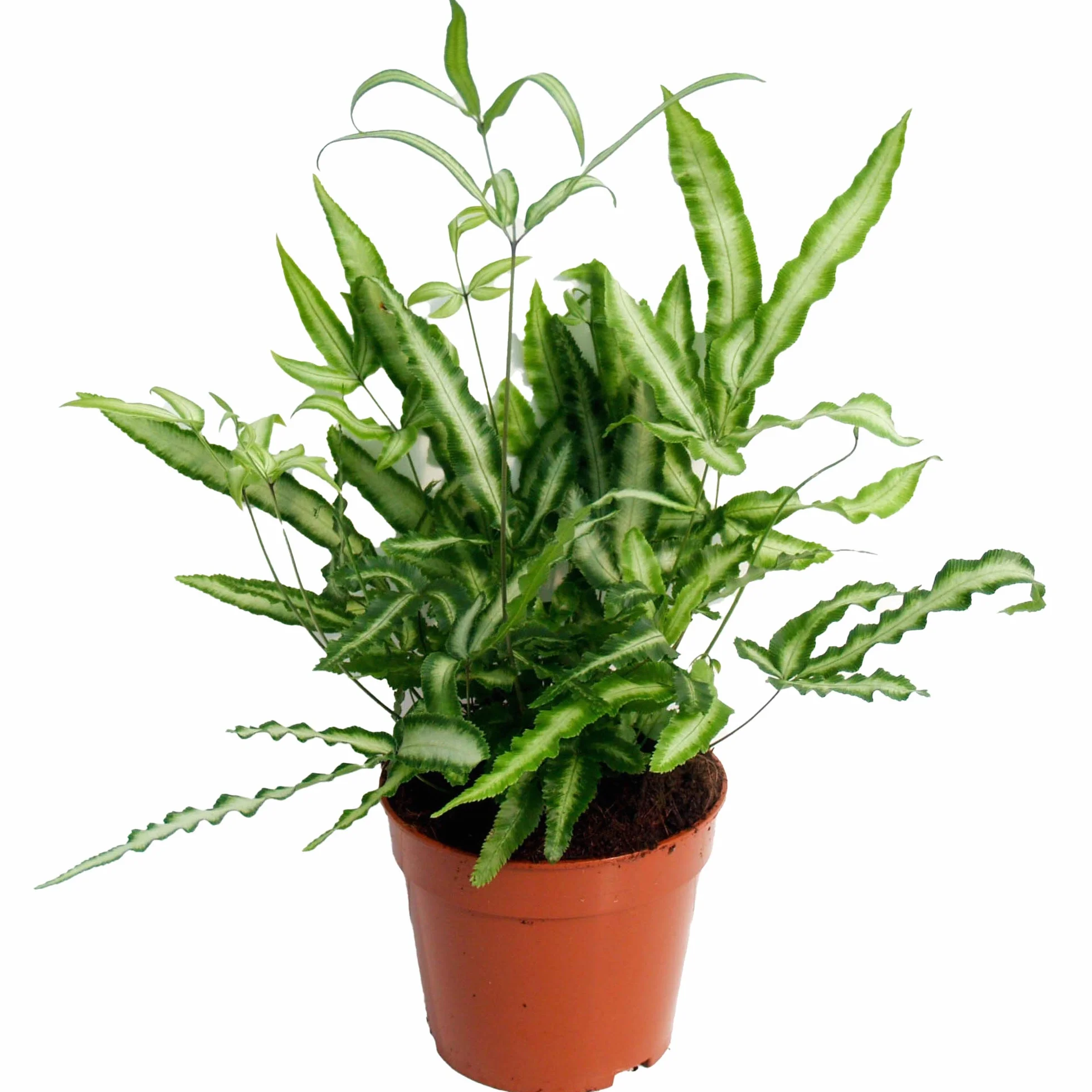 Pteris Albolineata | Fougère d'intérieur | Plante 25-35 cm en Pot
