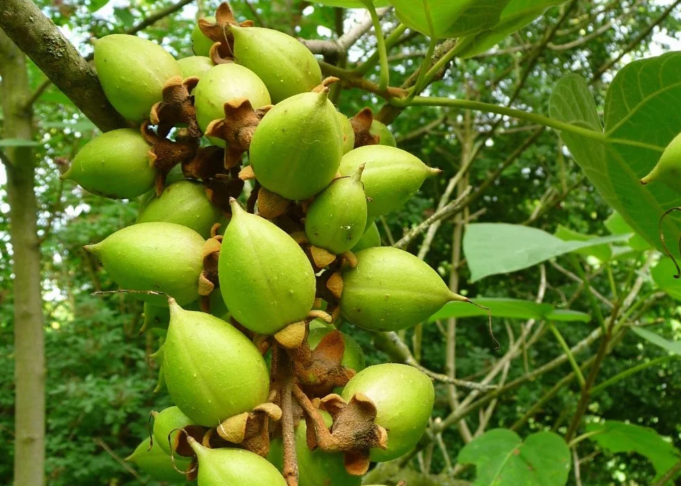 Arbre impérial Paulownia tomentosa - 200 graines avec substrat