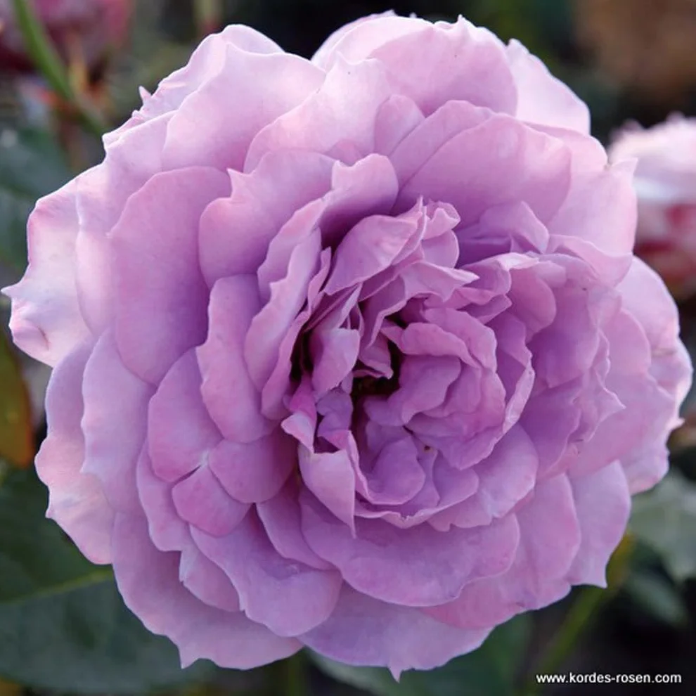 Rosier 'Novalis' pot 25-30 cm Rosa grimpant remontant Violet