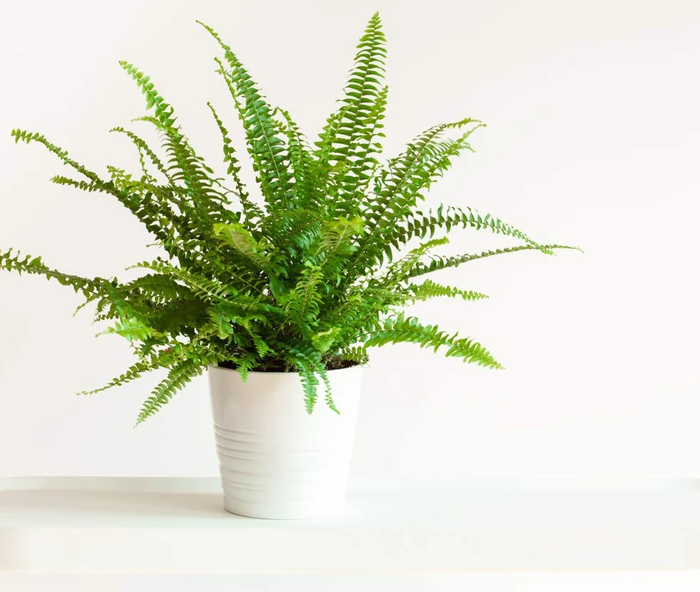 Bloomique Lot de 2 Nephrolepis Green Lady Fougère de Boston Plante d’intérieur Dépolluante Hauteur 20-30 cm Pot 12 cm