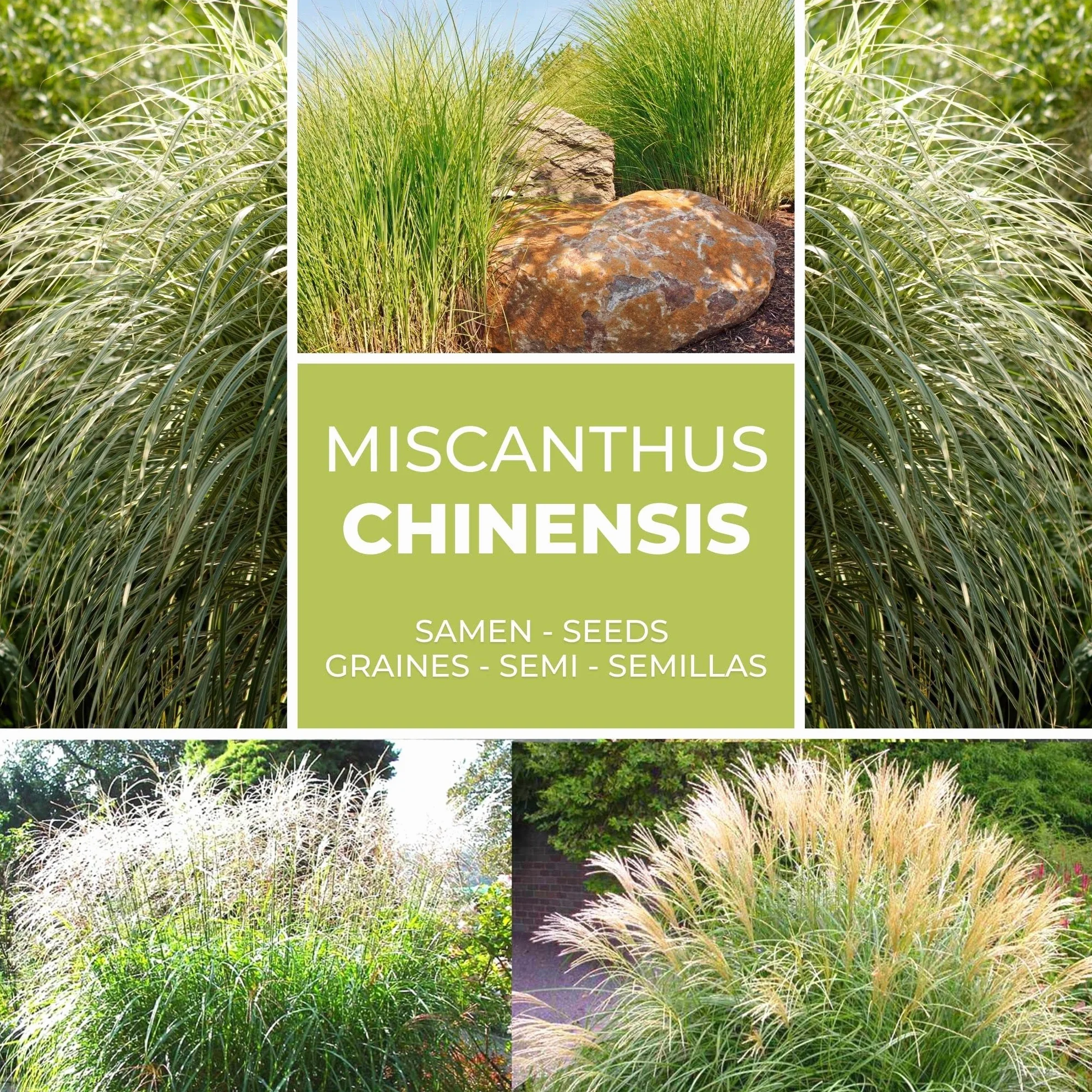 Magic of Nature Graines de Roseau de Chine Géant Miscanthus sinensis Plume d'Argent Graminée Rustique 100 pcs