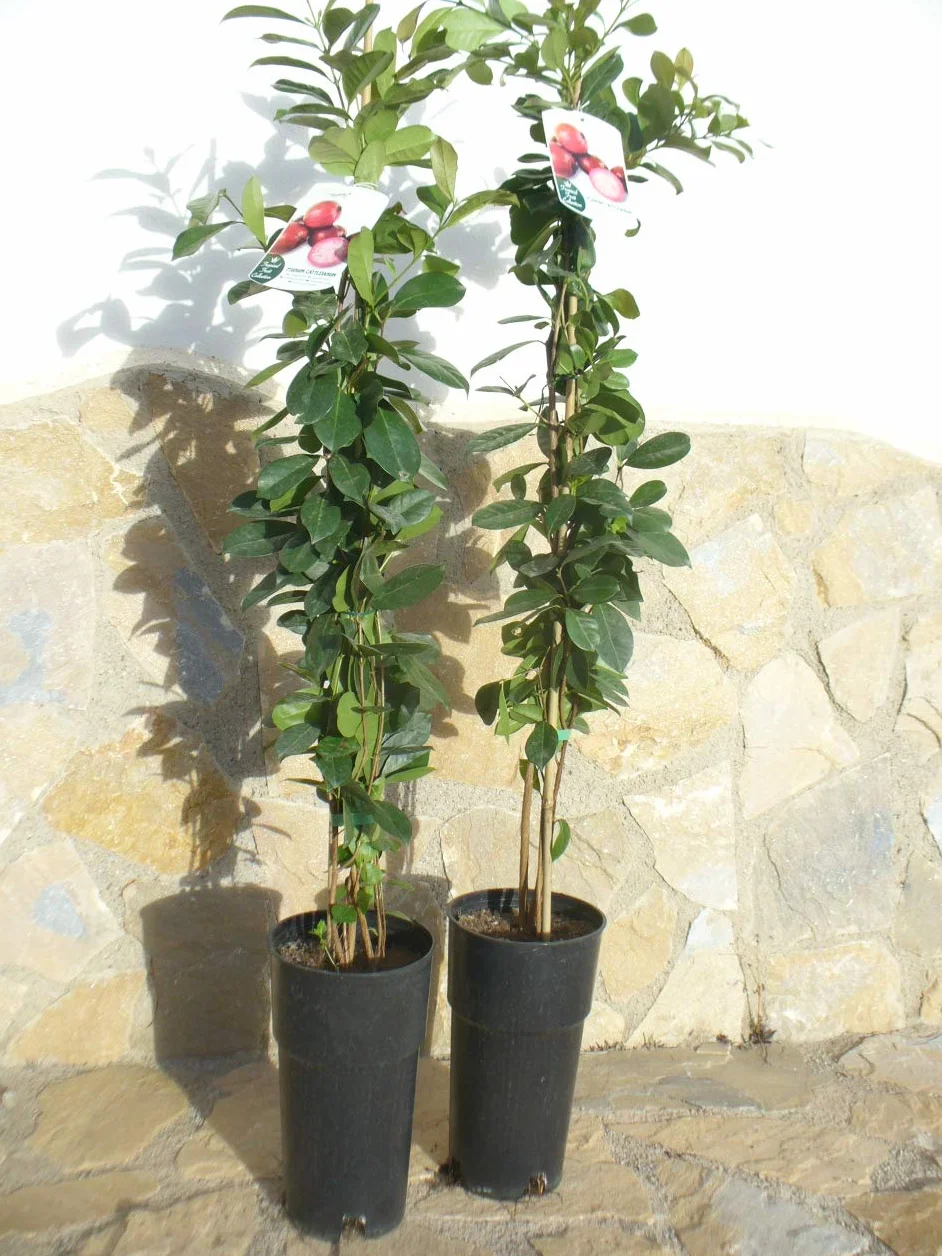 Psidium cattleianum goyave fraise 110-125 cm fruit santé