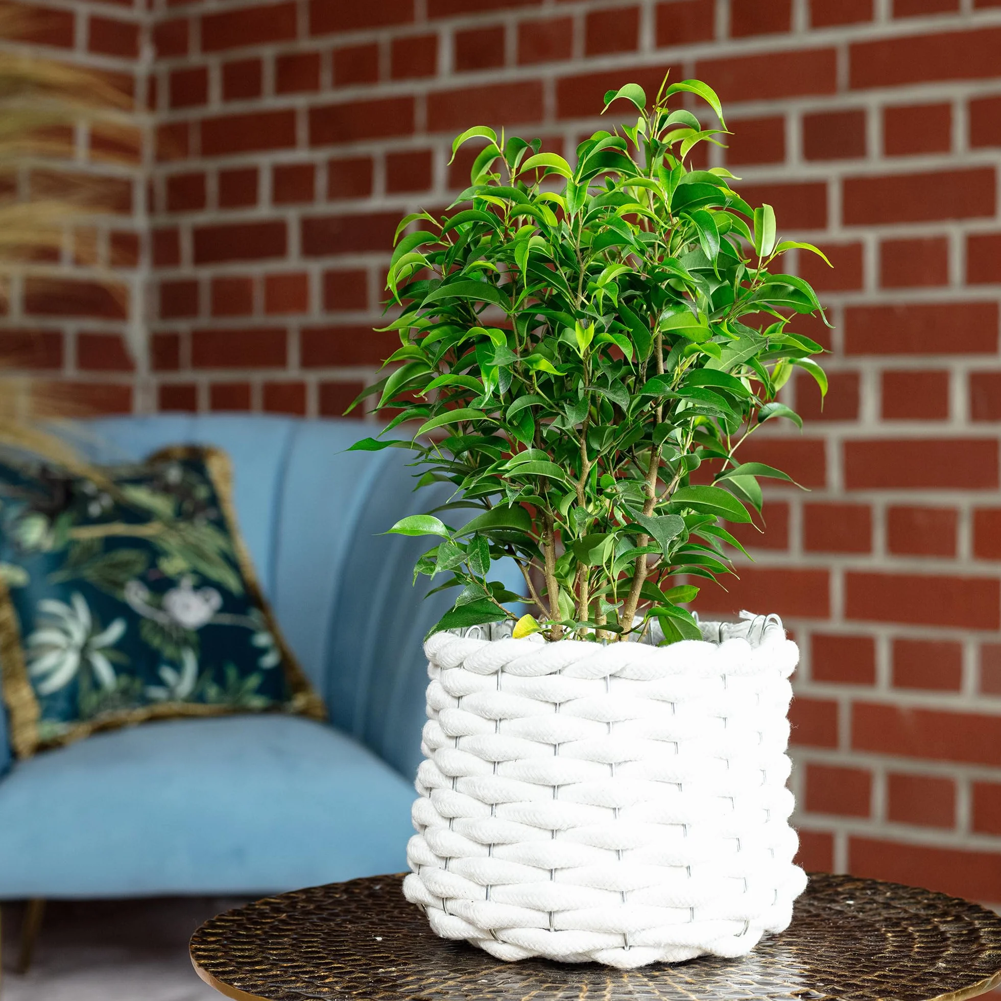 Figuier de bouleau 'Natasja' ramifié Ficus benjamini Hauteur 30 cm diamètre pot 12 cm