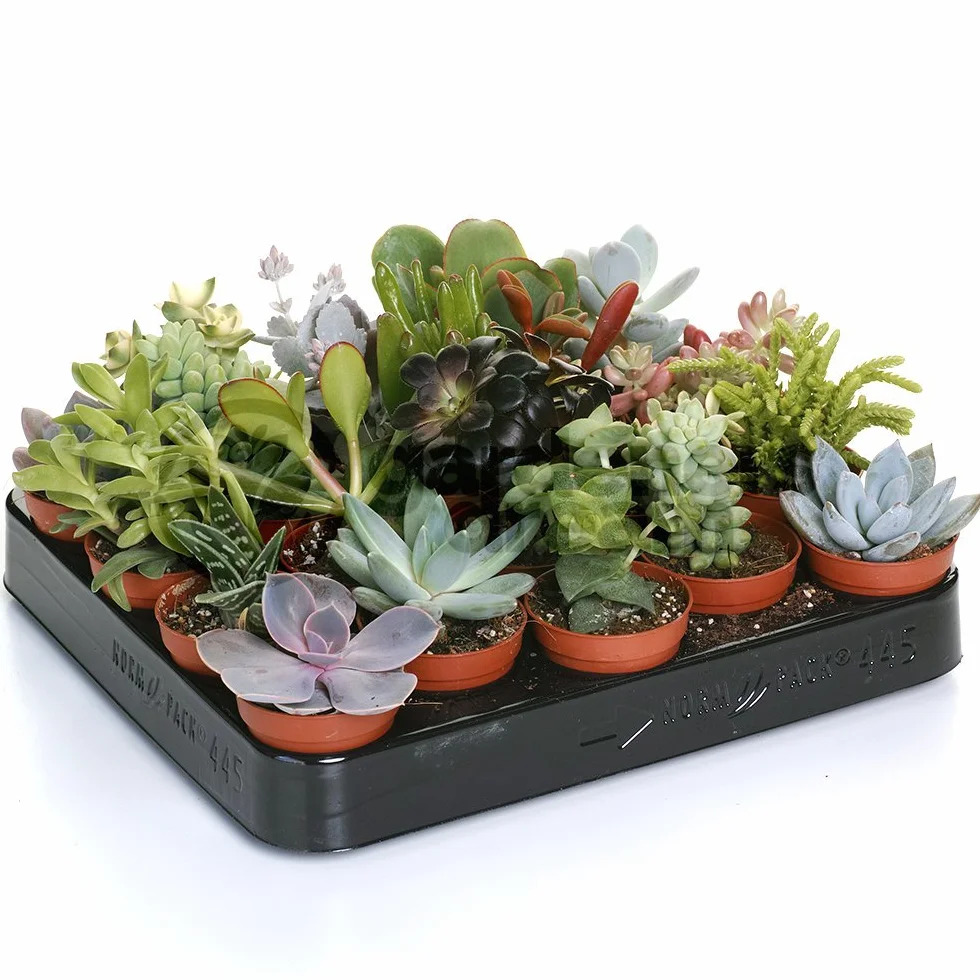 Mélange de succulentes 5 plantes d'intérieur en pot