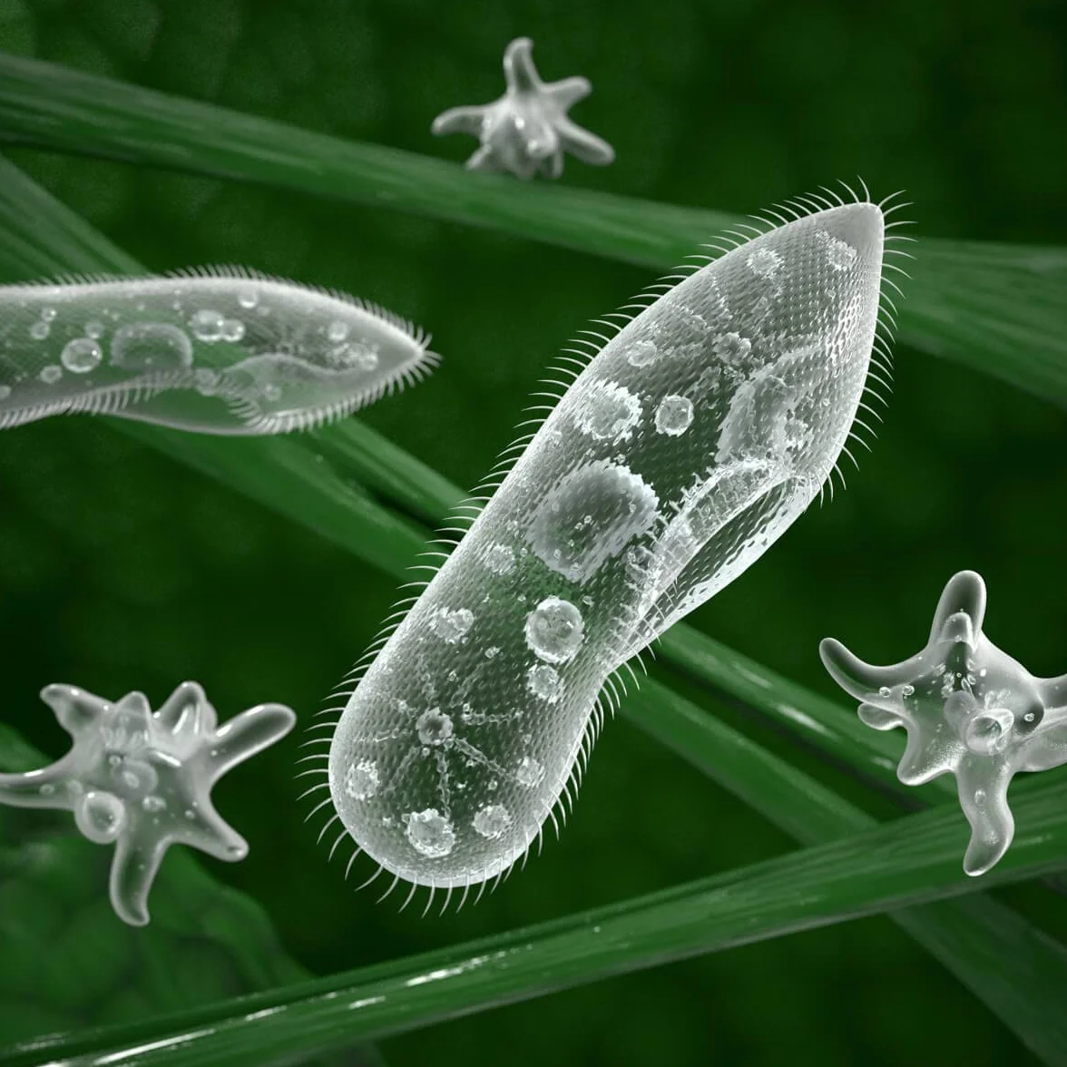 OFERA Aquaponie Culture bactérienne et microorganismes Filtre Bio
