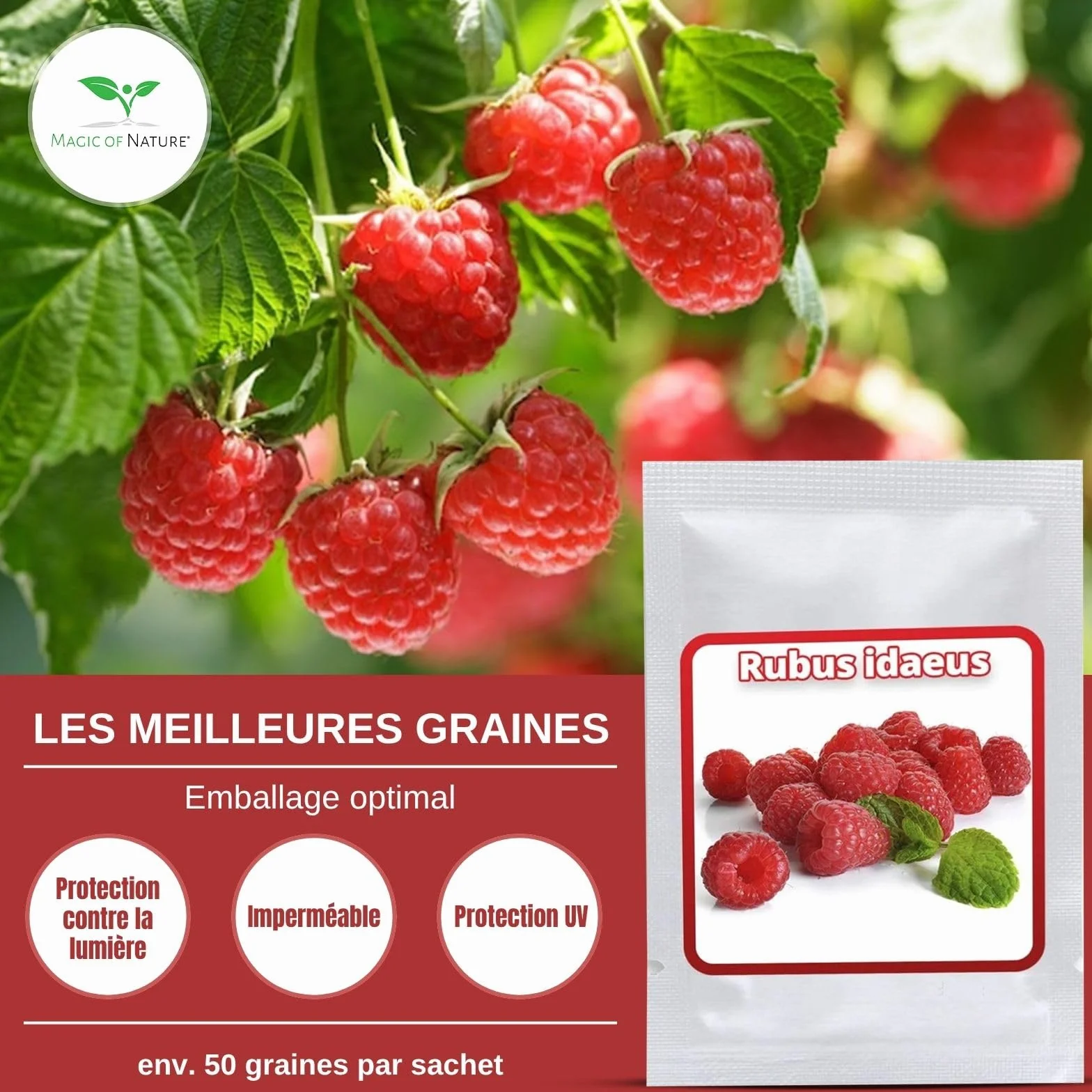 Graines de Framboisier Rouge Rubus idaeus Vivace 50 Pcs Rustique