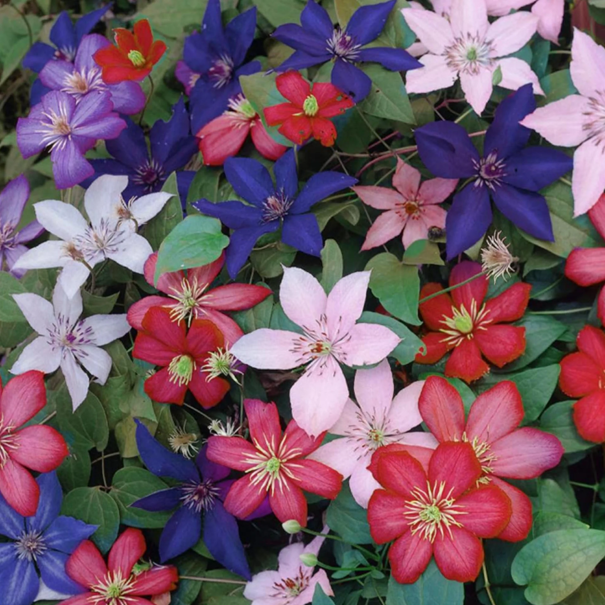 Clématites Rainbow 4 Plantes 4 Couleurs Mélange Plantes à Fleurs Jardin