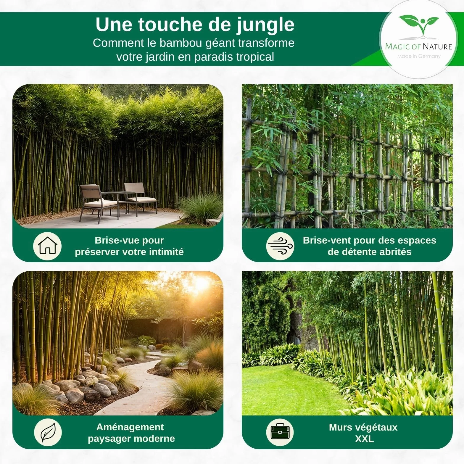 Graines de Bambou Géant 10g 350 pcs Brise-vue Naturel Jardin