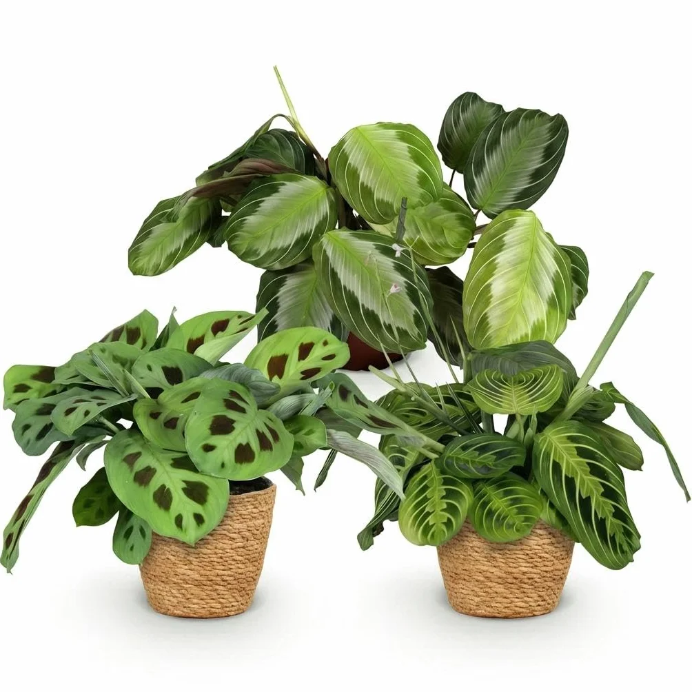 Marantha Silverband, Lemon Lime, Kerchoveana - 3 Plantes d'intérieur Vertes avec Panier Pot 12cm Hauteur 25cm