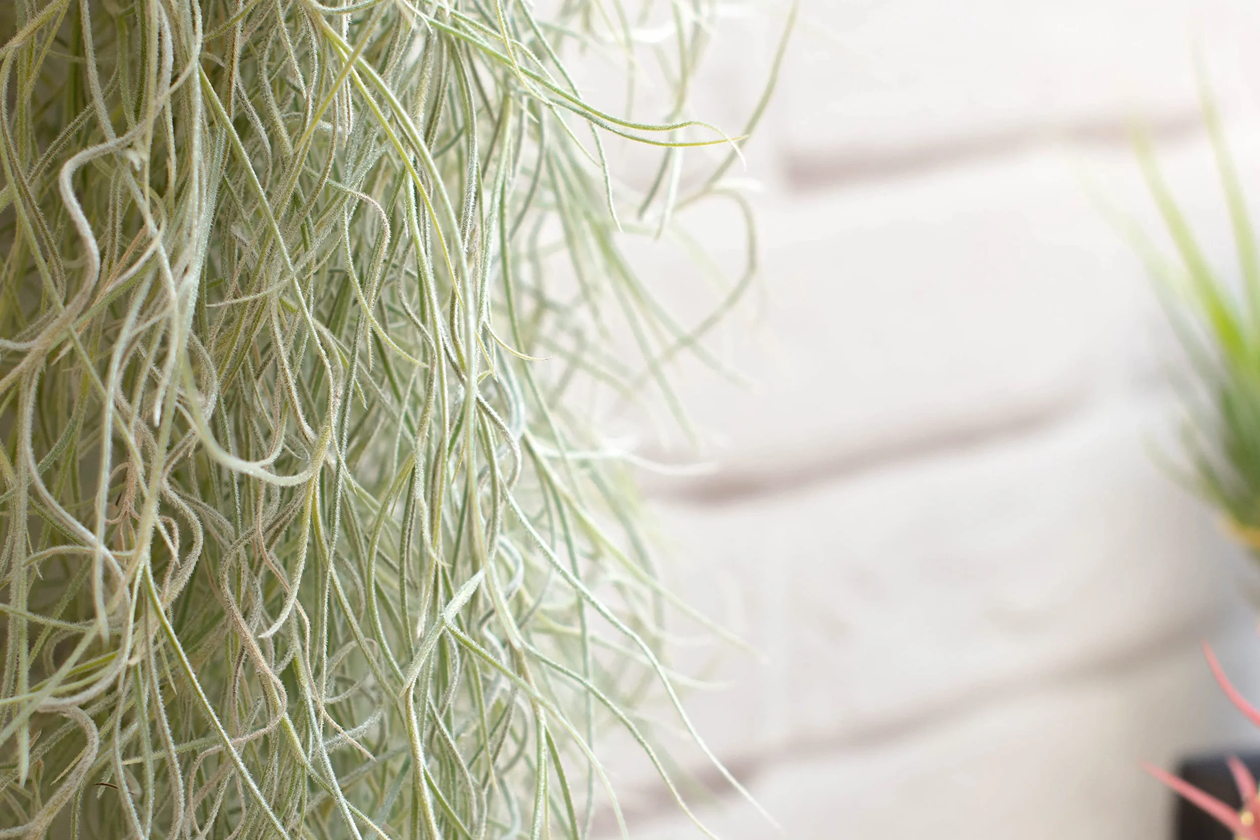 Tillandsia Usneoides Air Plant Live sans Terre Plante Interieur Naturelle 20-30 cm