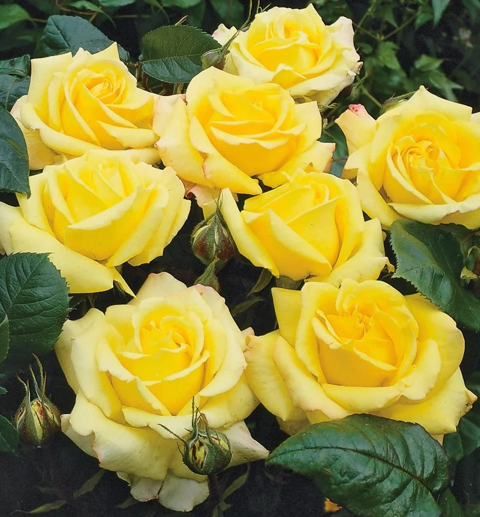 Rosier 'Garden Princess' rose double jaune 3,5L Conteneur