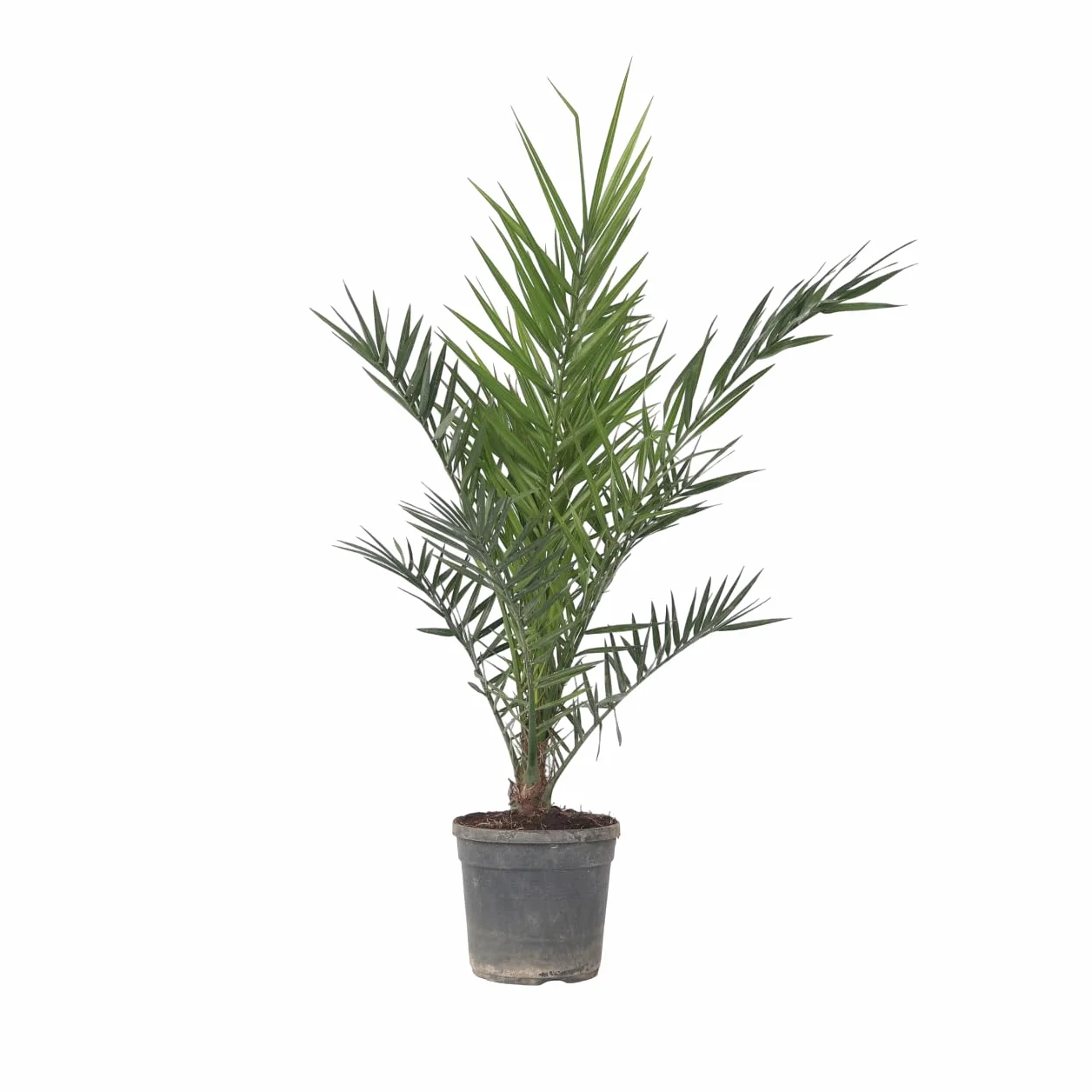 Plant in a Box Phoenix Canariensis Hauteur 80-100cm Palmier des Canaries Pot 19cm