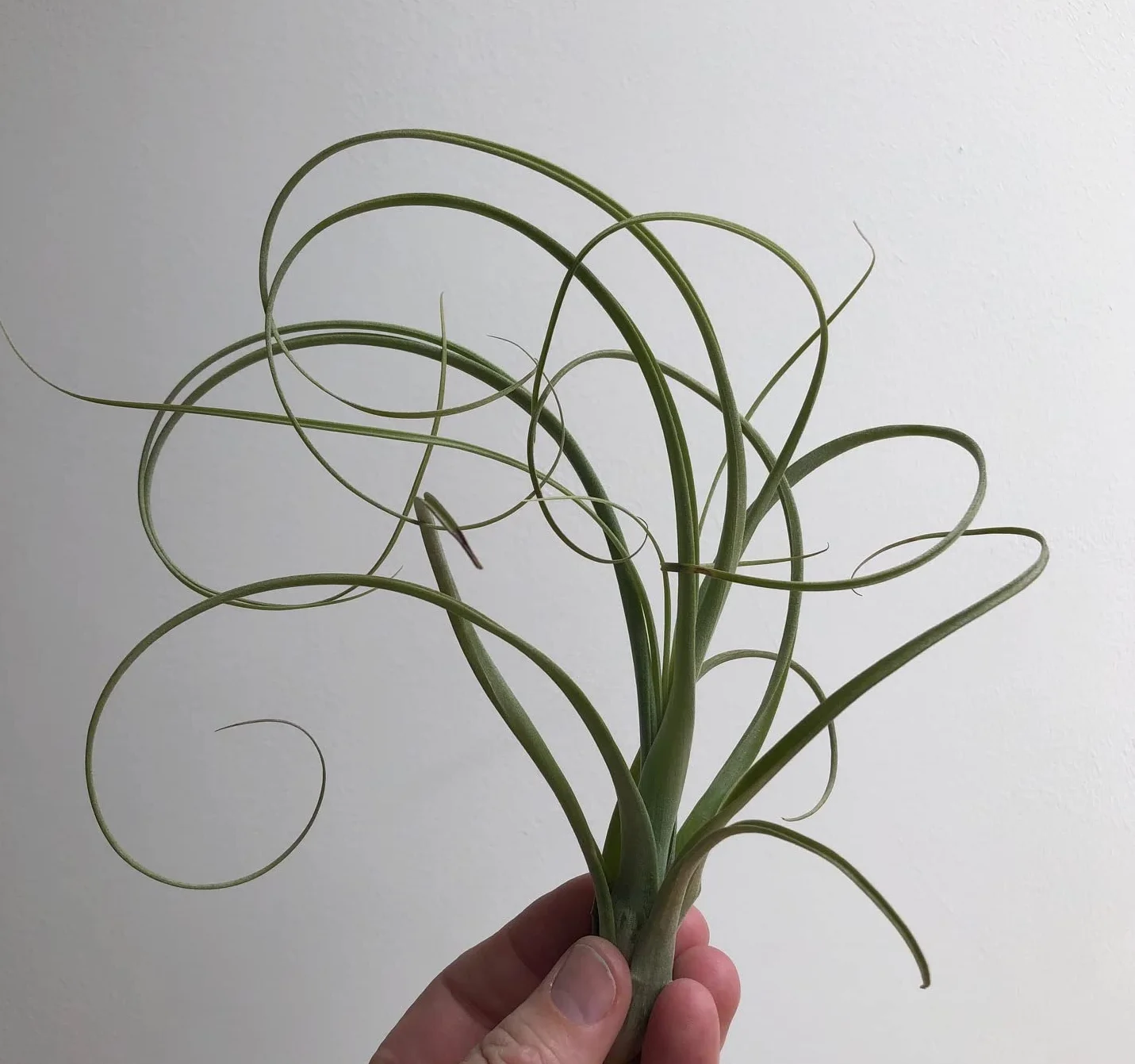 Lot de 3 Méduses Végétales avec Oursins Argentés et Tillandsias - Décoration Suspendue Élégante - Plantes Aériennes