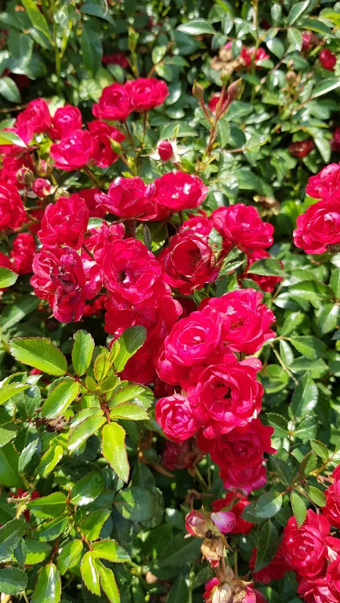 Rosier Couvre-sol 'The Fairy Rouge' - Rosa 'The Fairy Rouge'